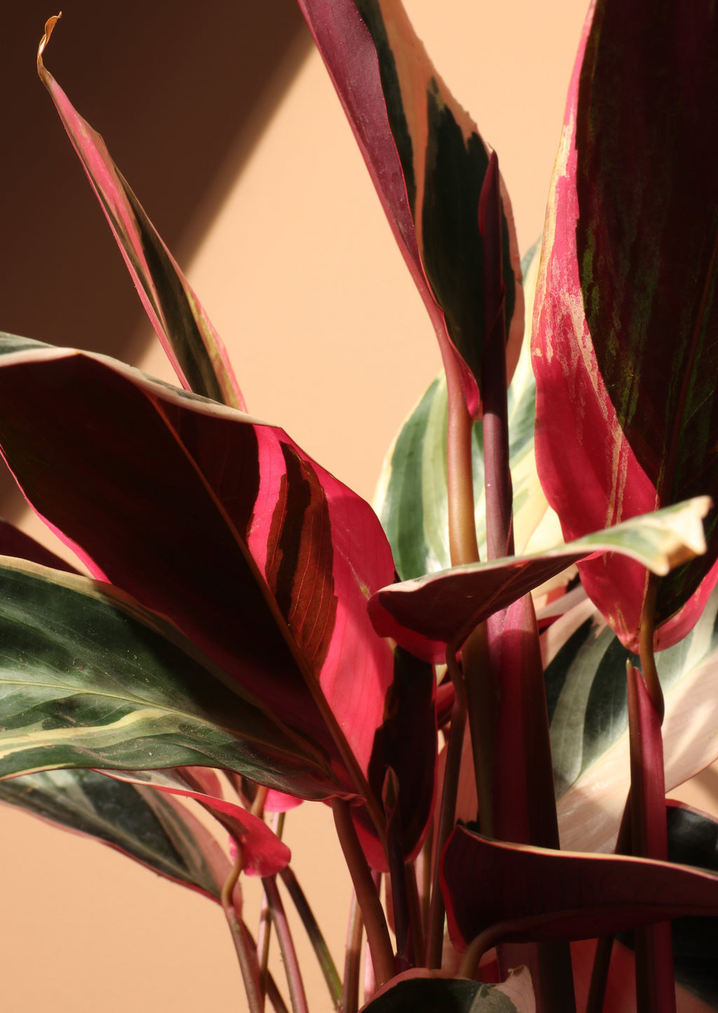 Medium Tricolor Prayer Plant