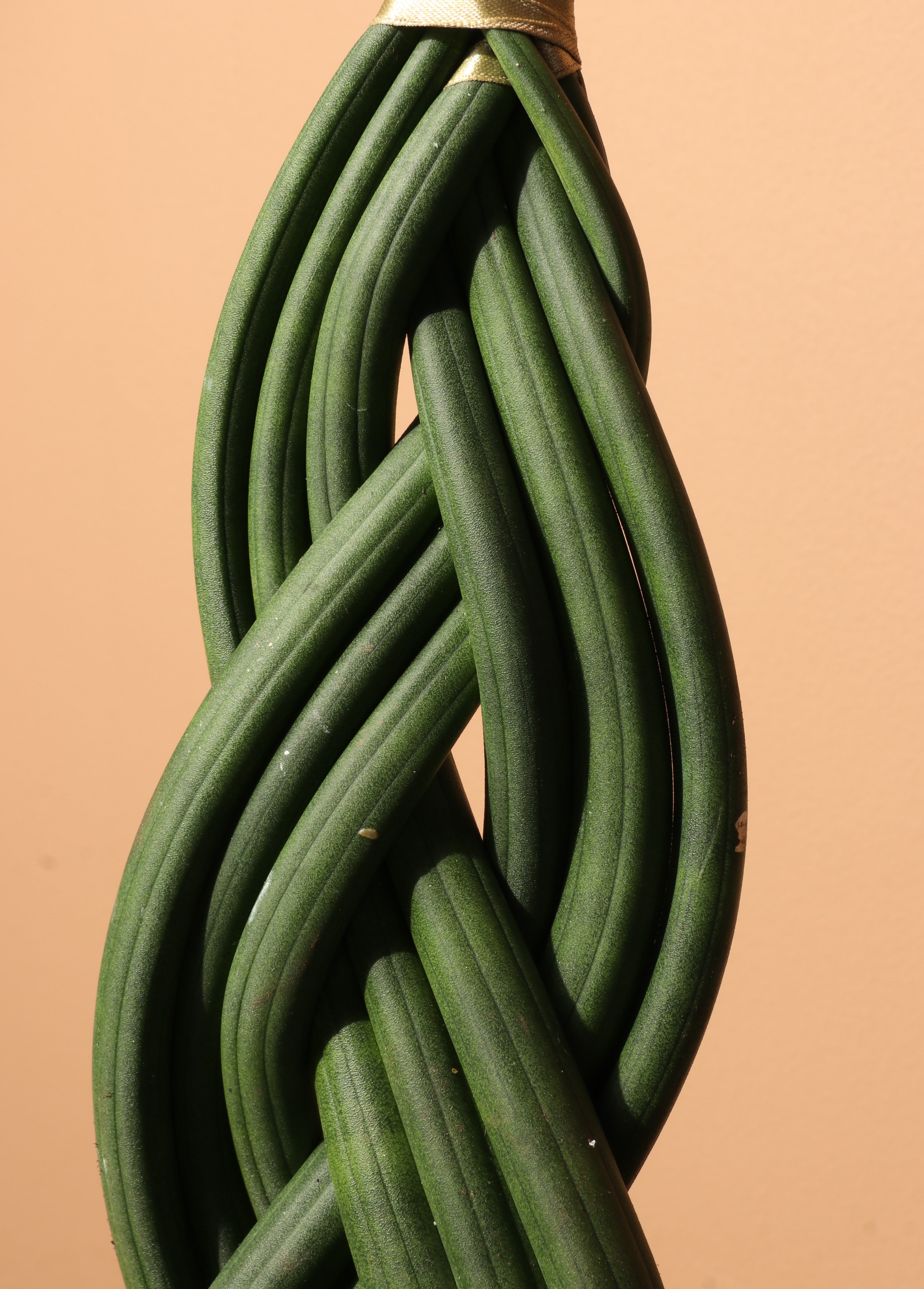 Medium Sansevieria Cylindrica Braided