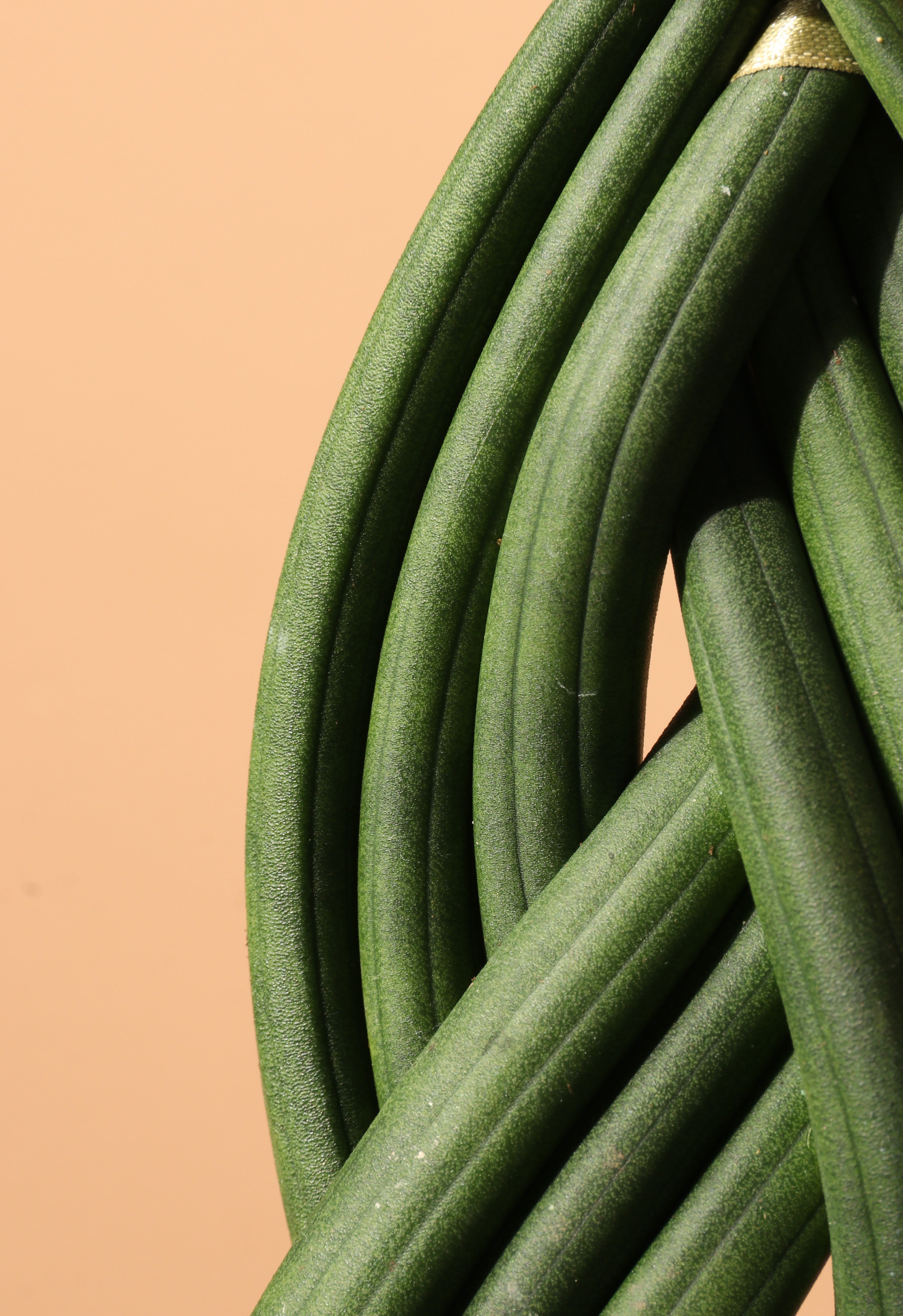 Medium Sansevieria Cylindrica Braided