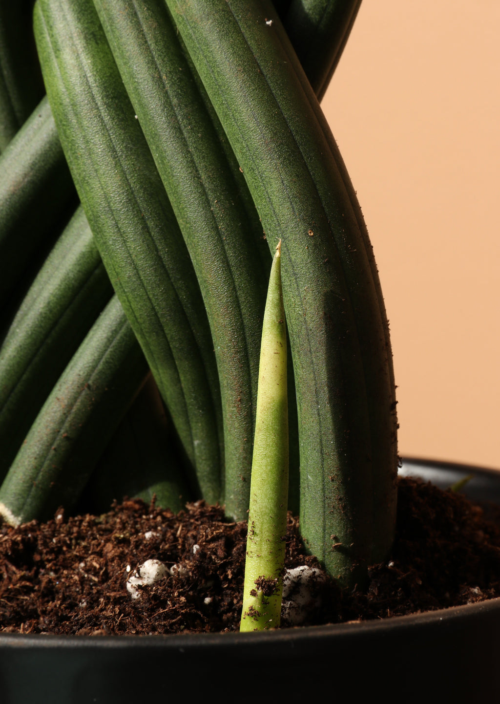 Medium Sansevieria Cylindrica Braided
