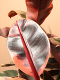 Large Ruby Rubber Tree (Ficus Elastica Ruby)