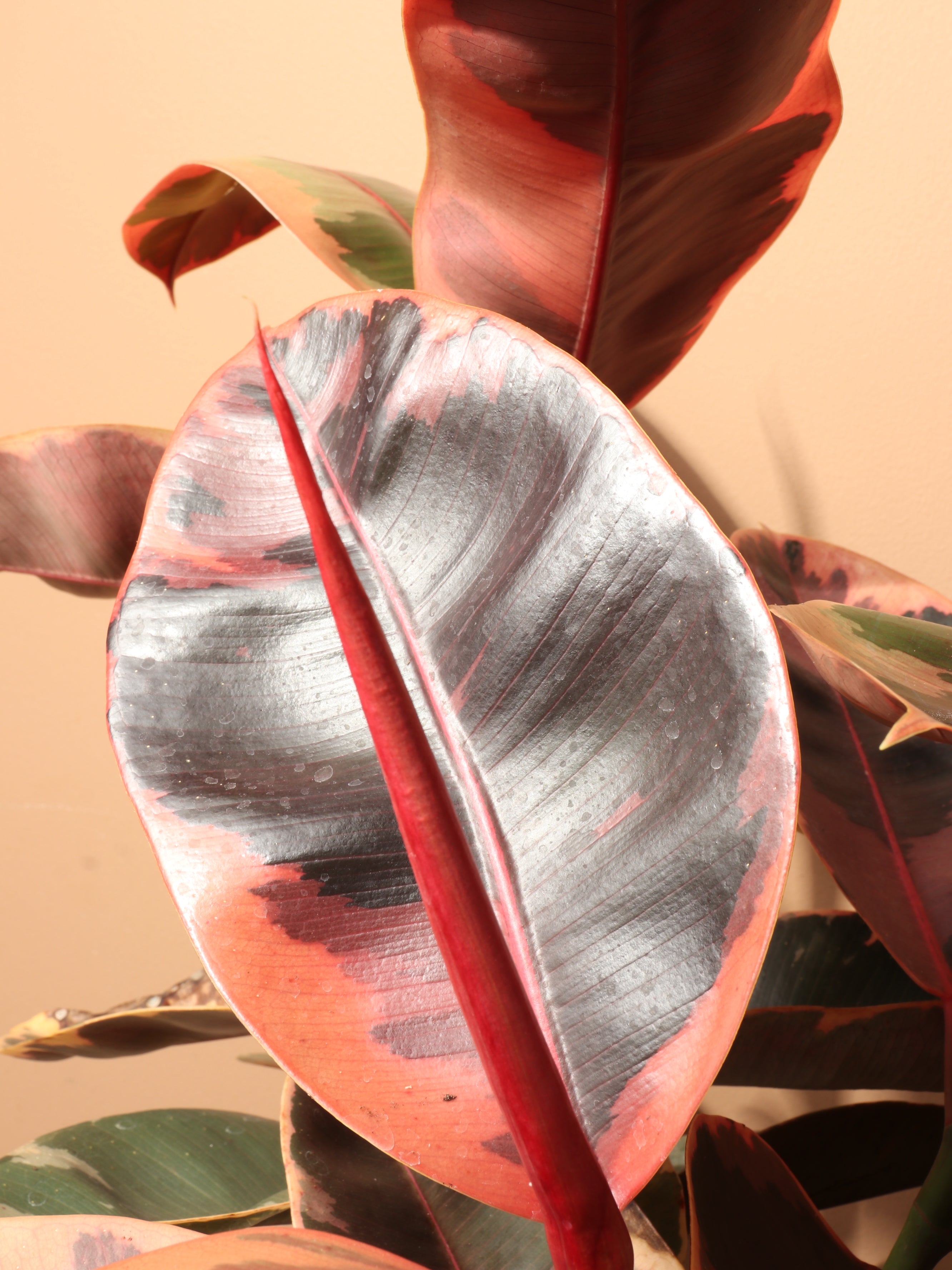 Large Ruby Rubber Tree (Ficus Elastica Ruby)