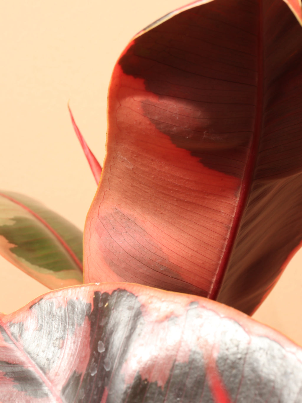 Large Ruby Rubber Tree (Ficus Elastica Ruby)