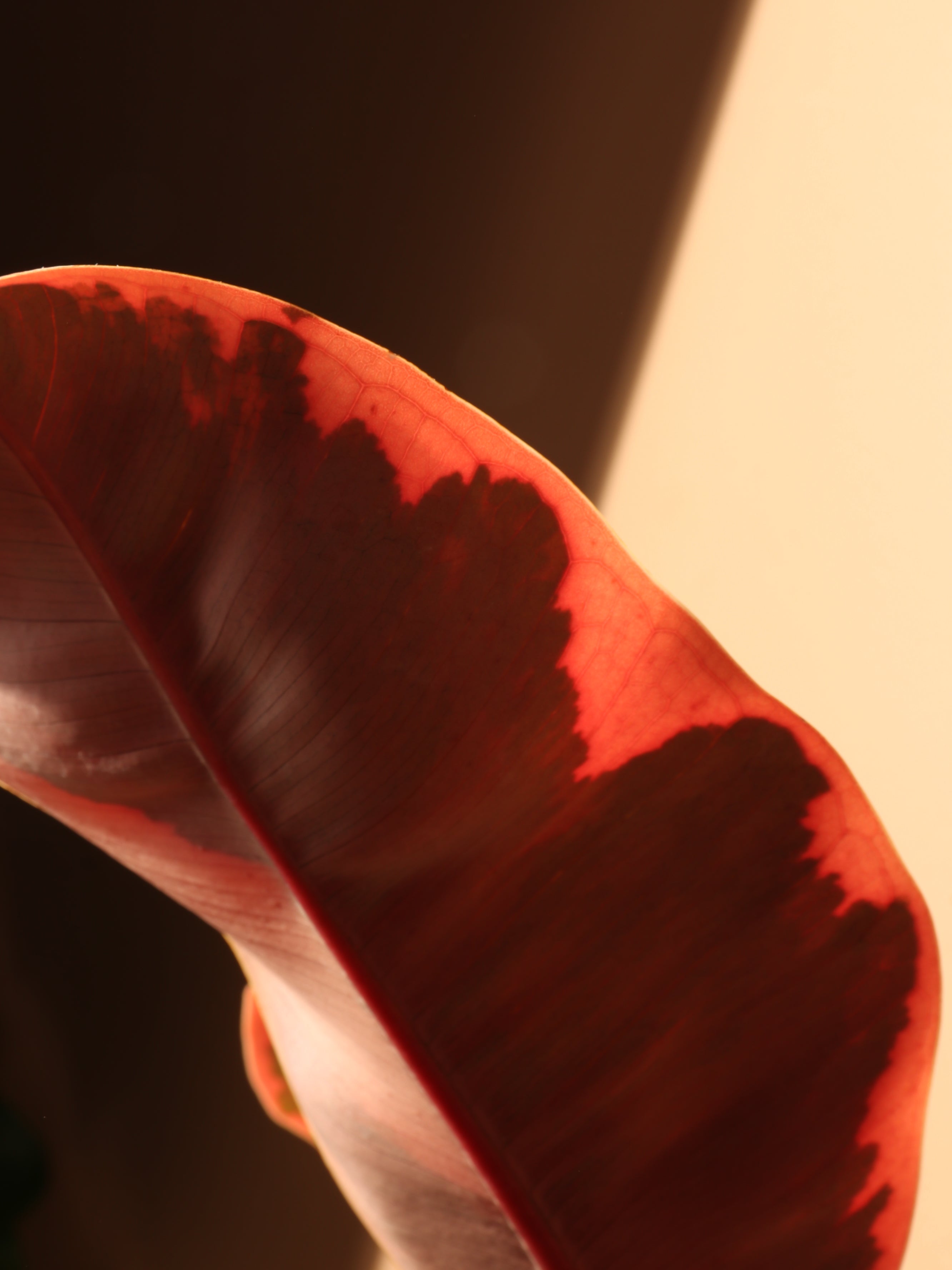 Large Ruby Rubber Tree (Ficus Elastica Ruby)