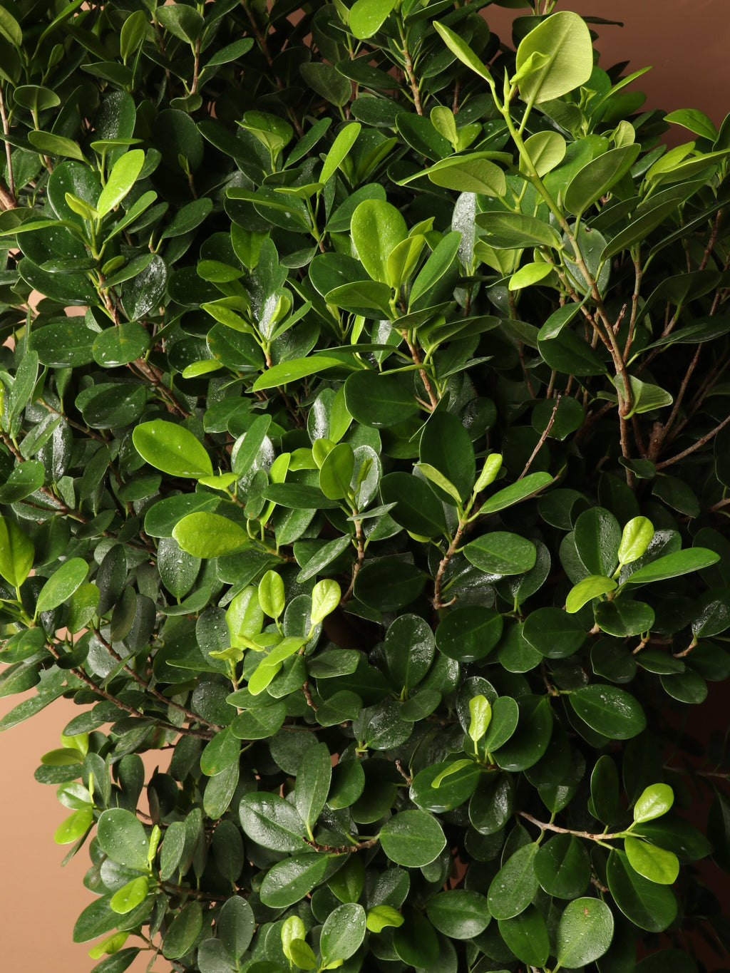 Huge Ficus 'Danielle'