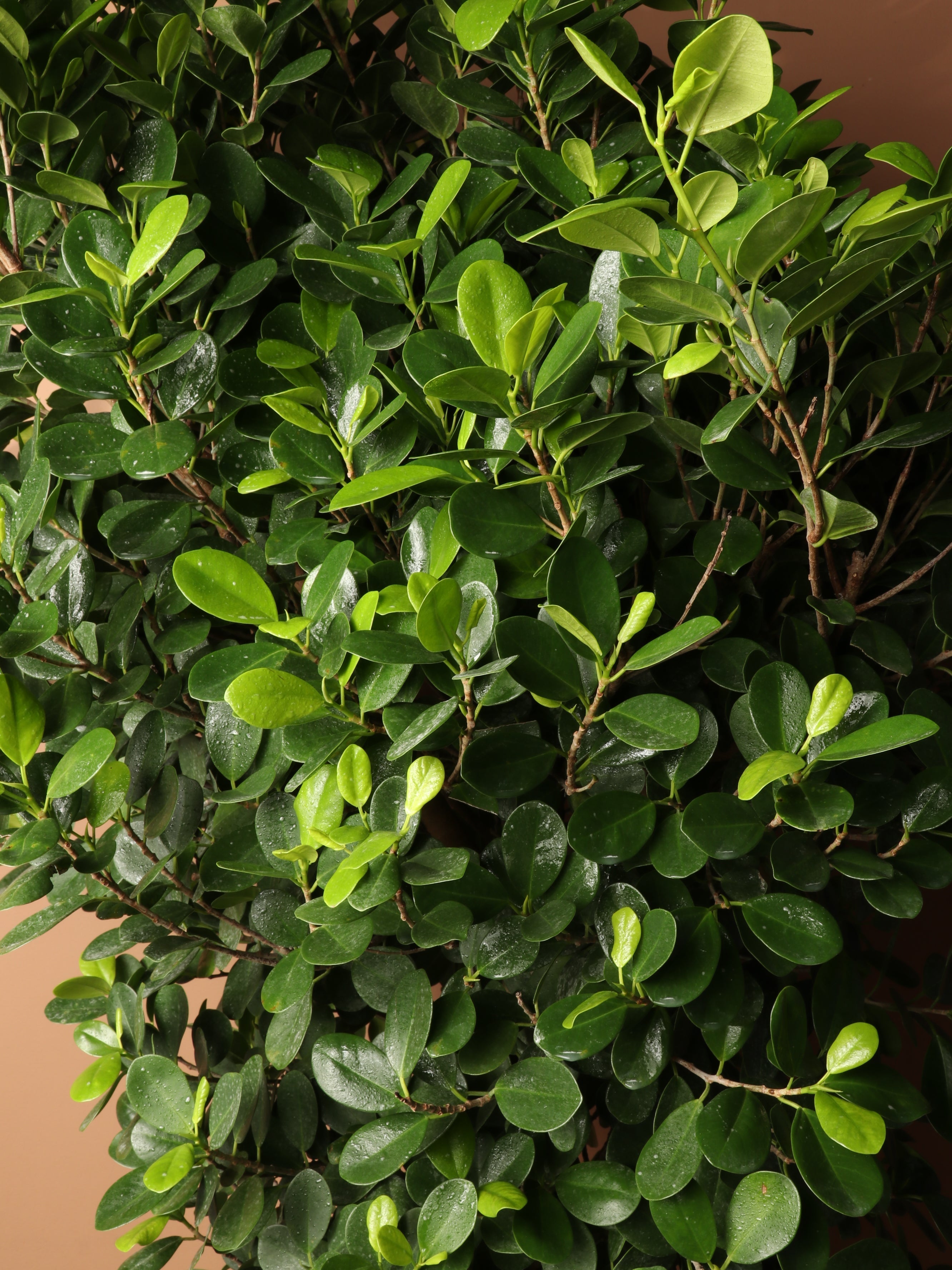 Huge Ficus 'Danielle'