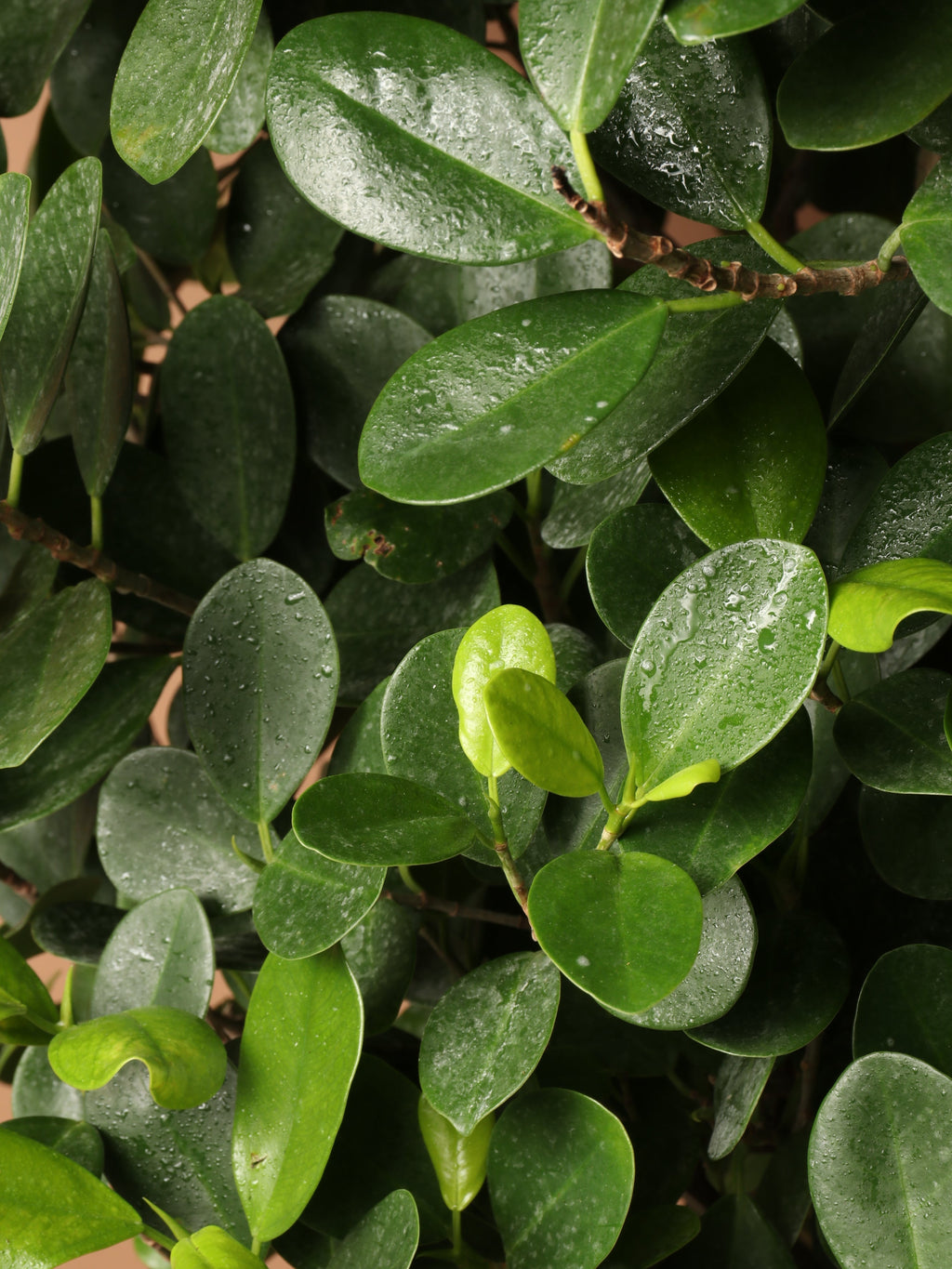 Huge Ficus 'Danielle'
