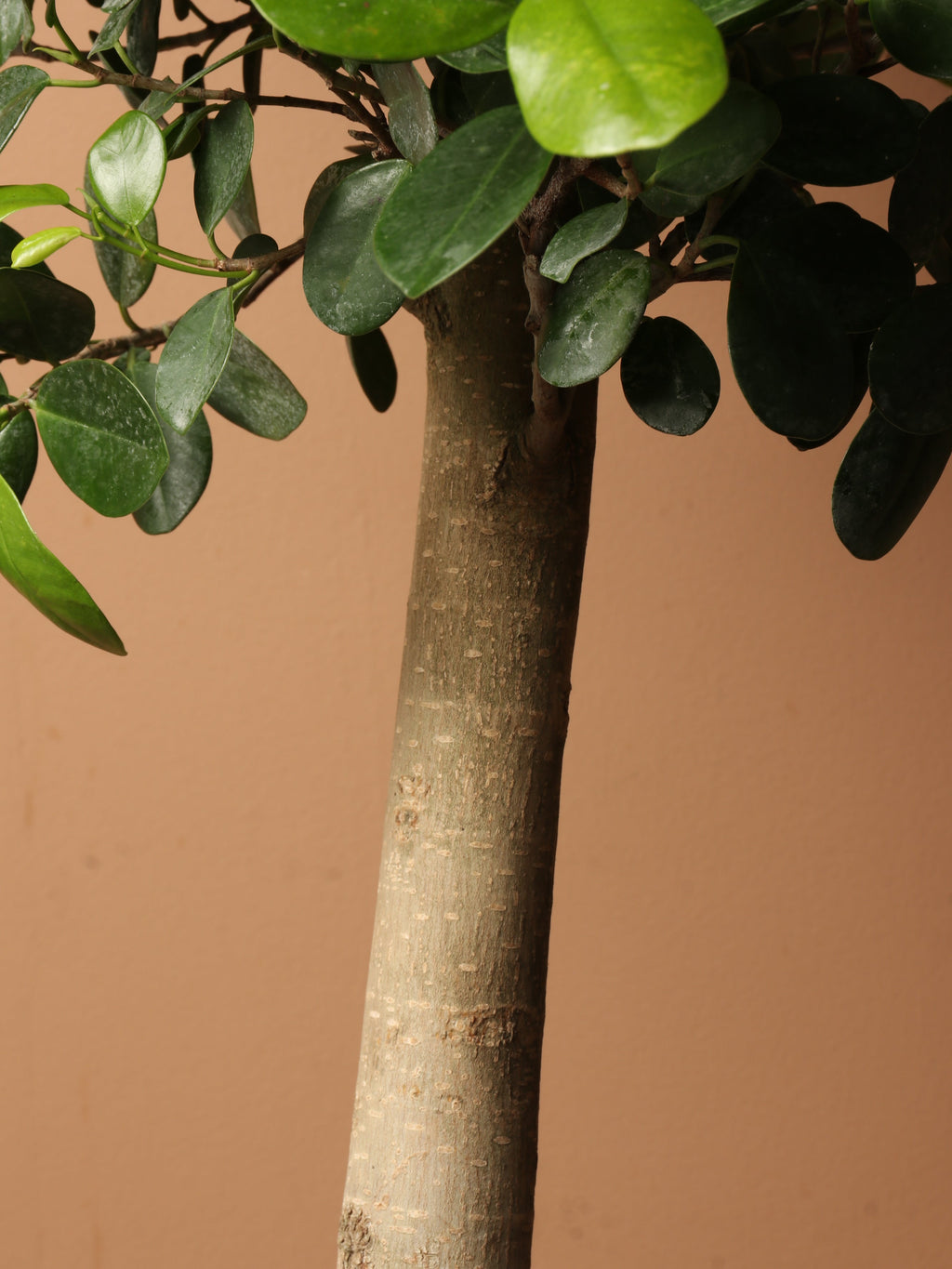 Huge Ficus 'Danielle'