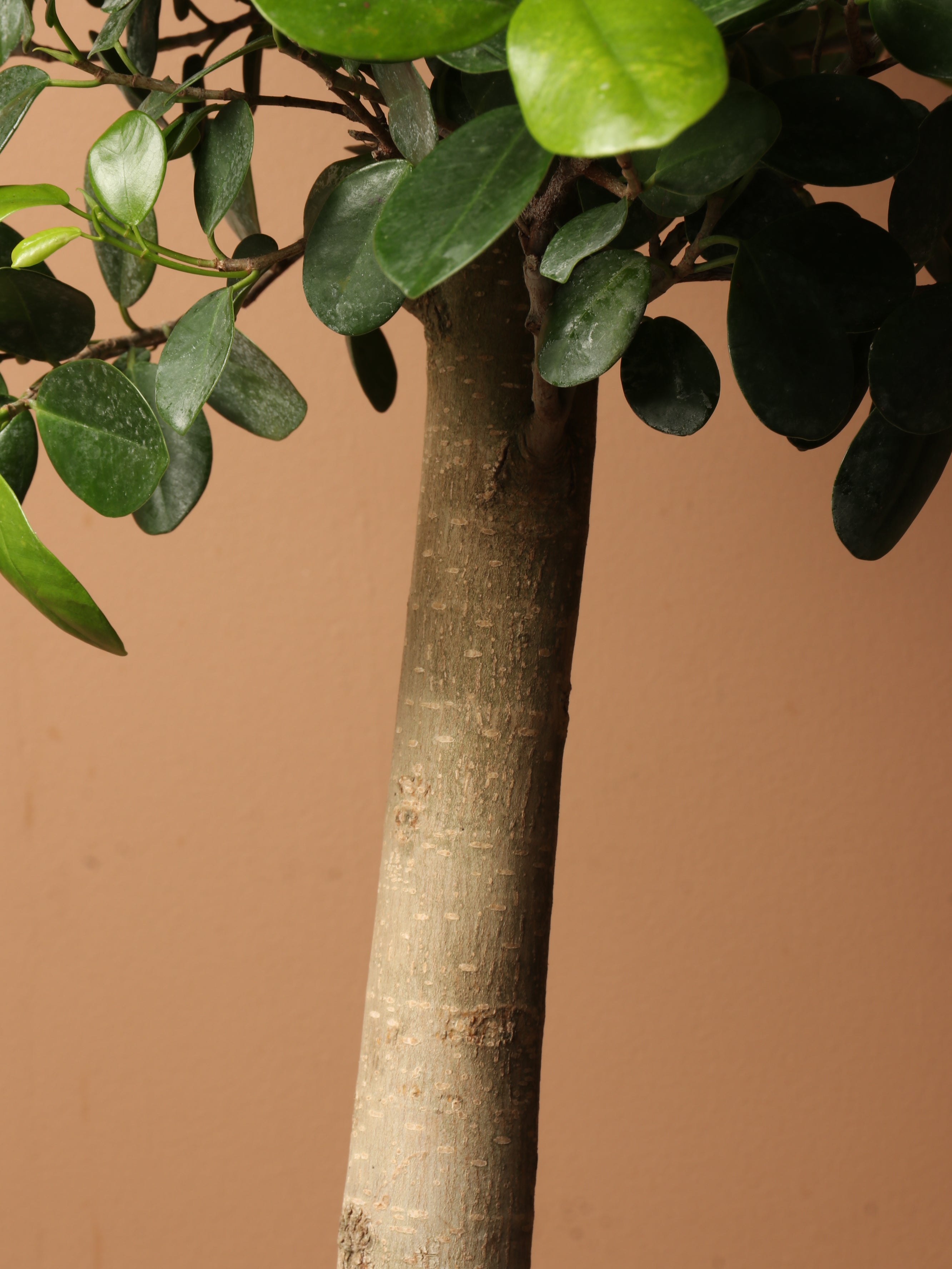 Huge Ficus 'Danielle'