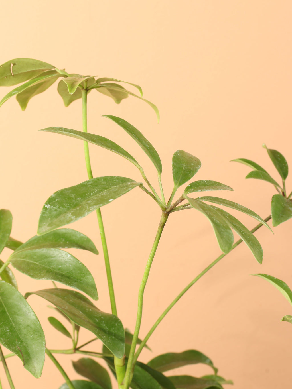 Medium Schefflera 'Arboricola' Bush