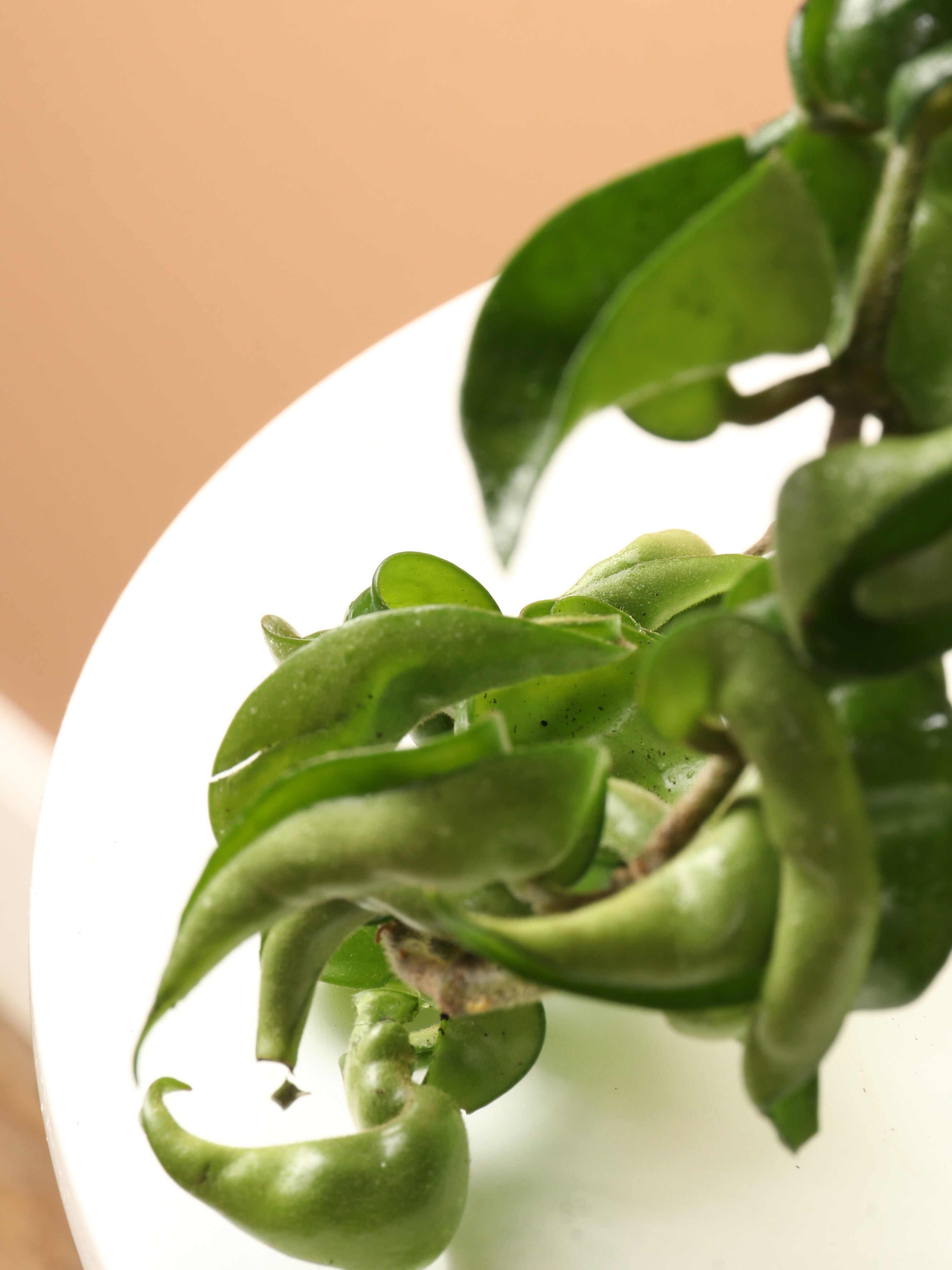 Medium Hoya 'Hindu Rope'