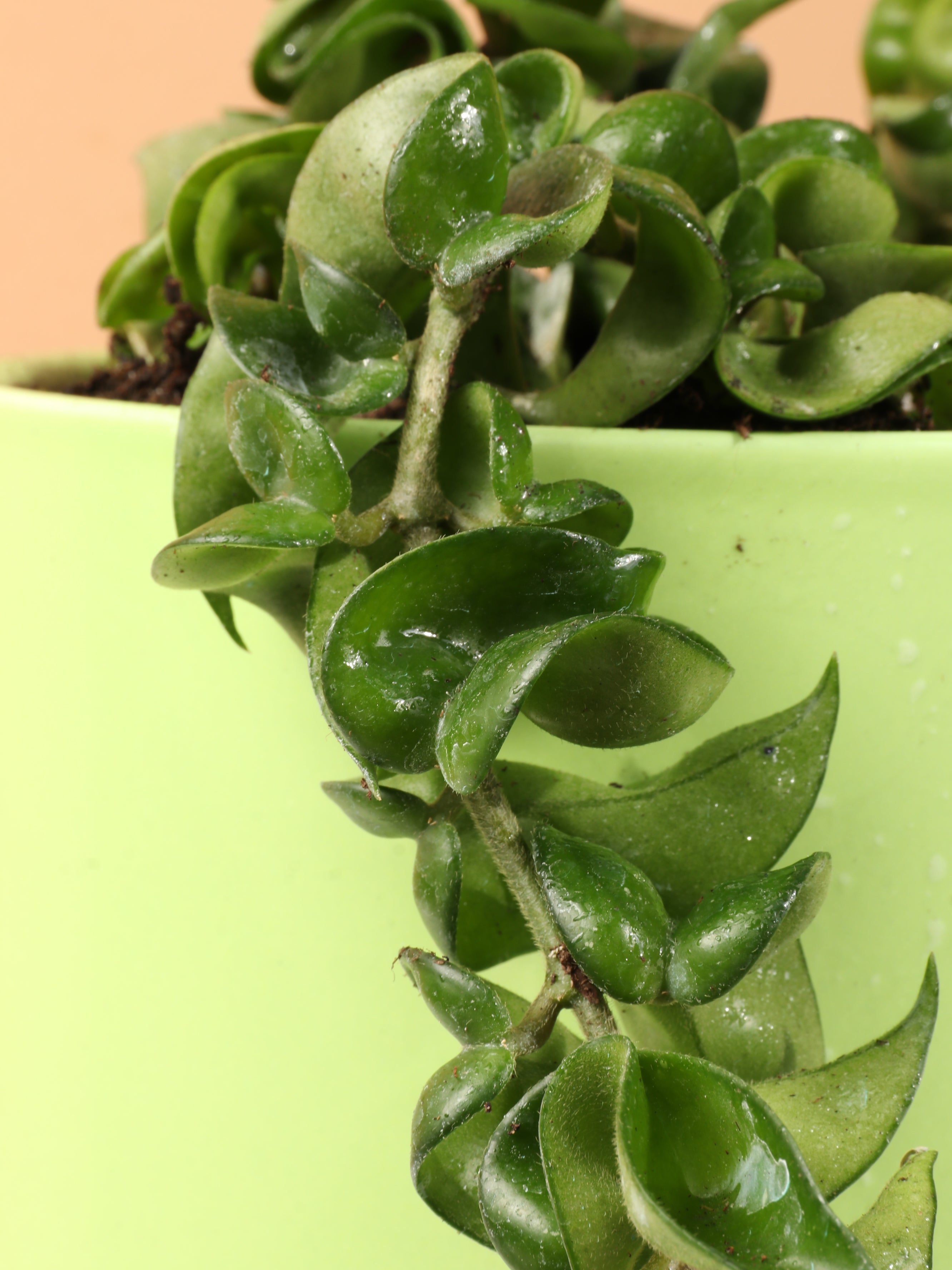 Medium Hoya 'Hindu Rope'