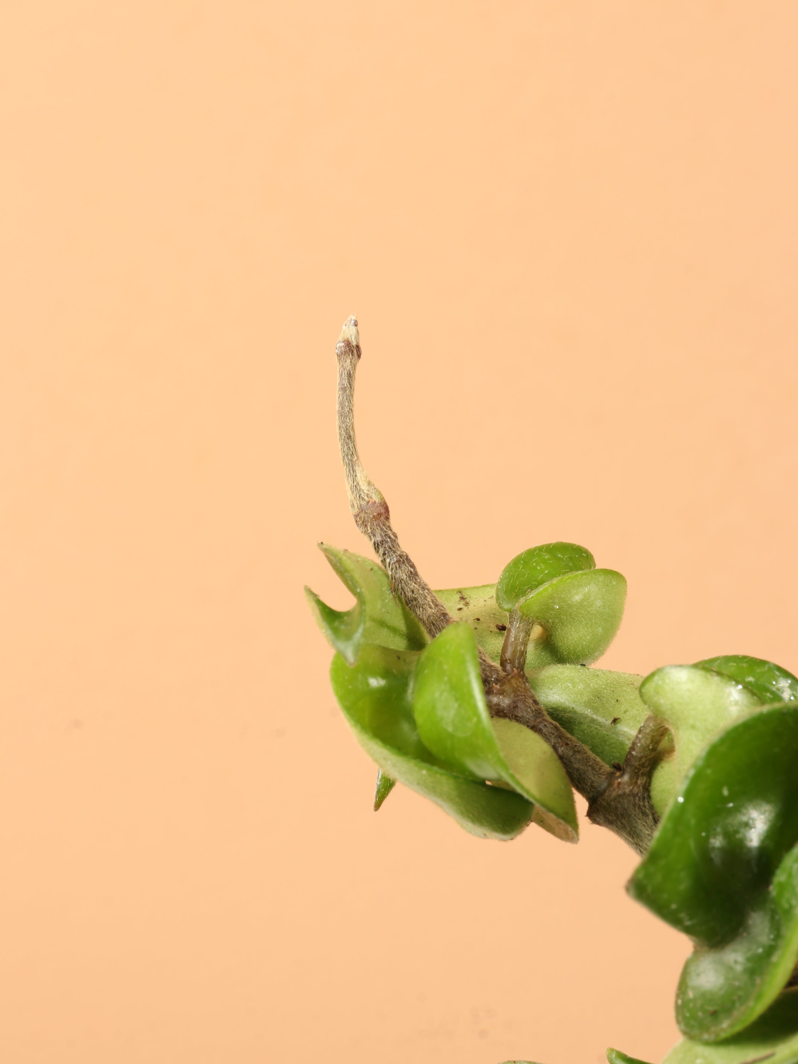 Medium Hoya 'Hindu Rope'