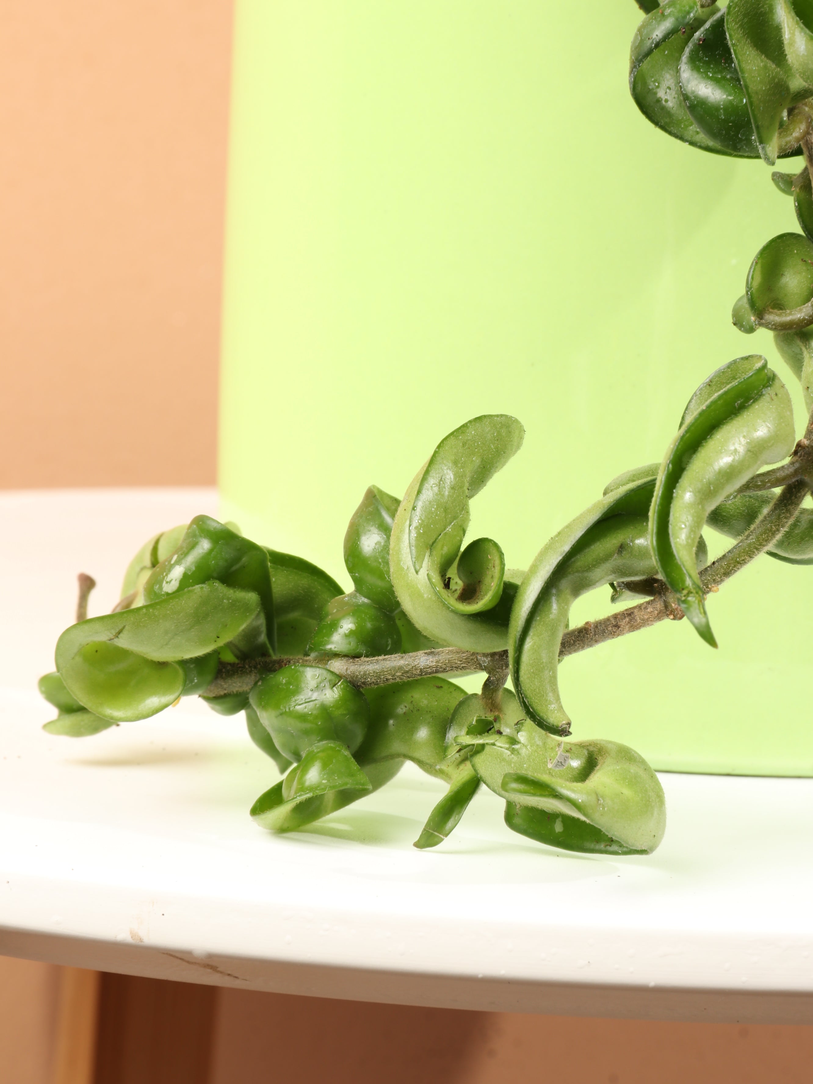 Medium Hoya 'Hindu Rope'