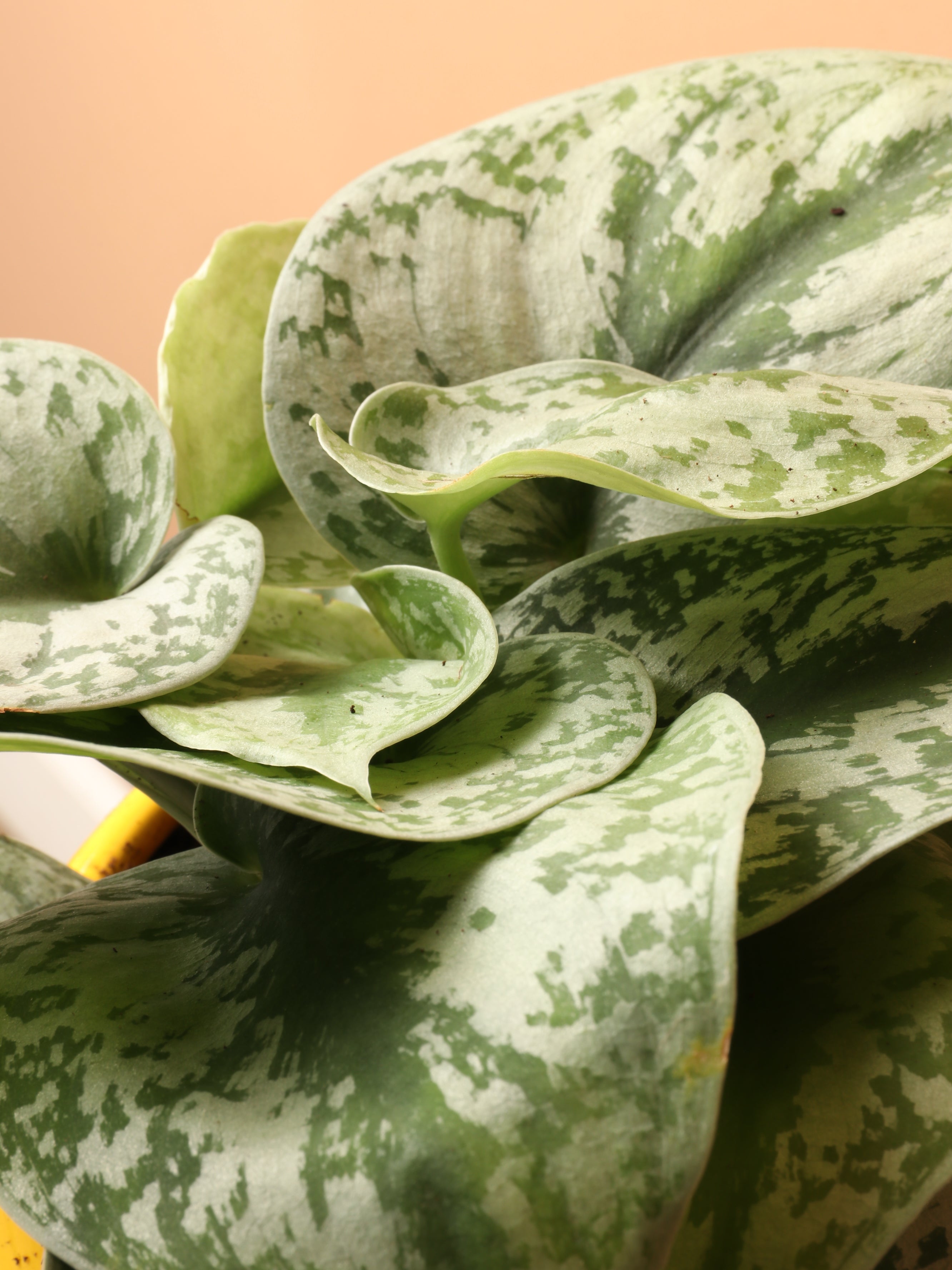 Medium Scindapsus 'Exotica' Splash