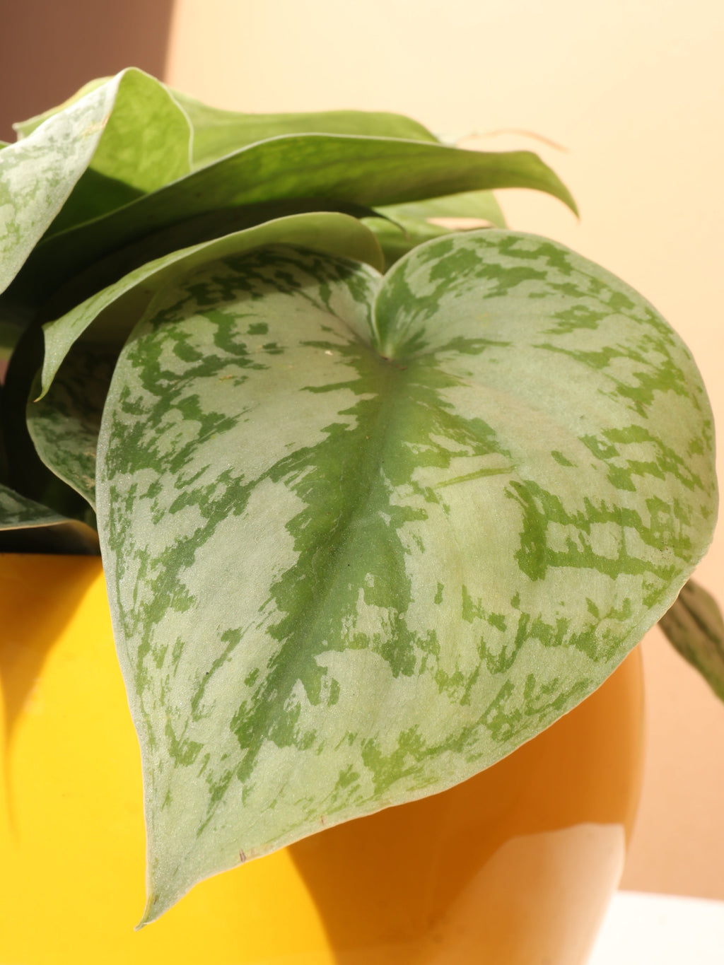 Medium Scindapsus 'Exotica' Splash