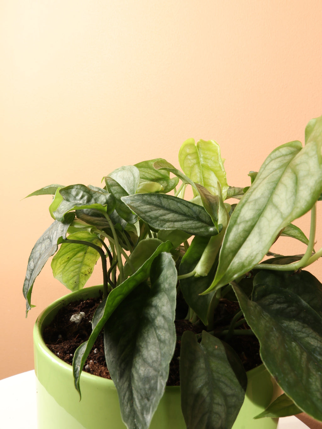 Medium Silver Monstera