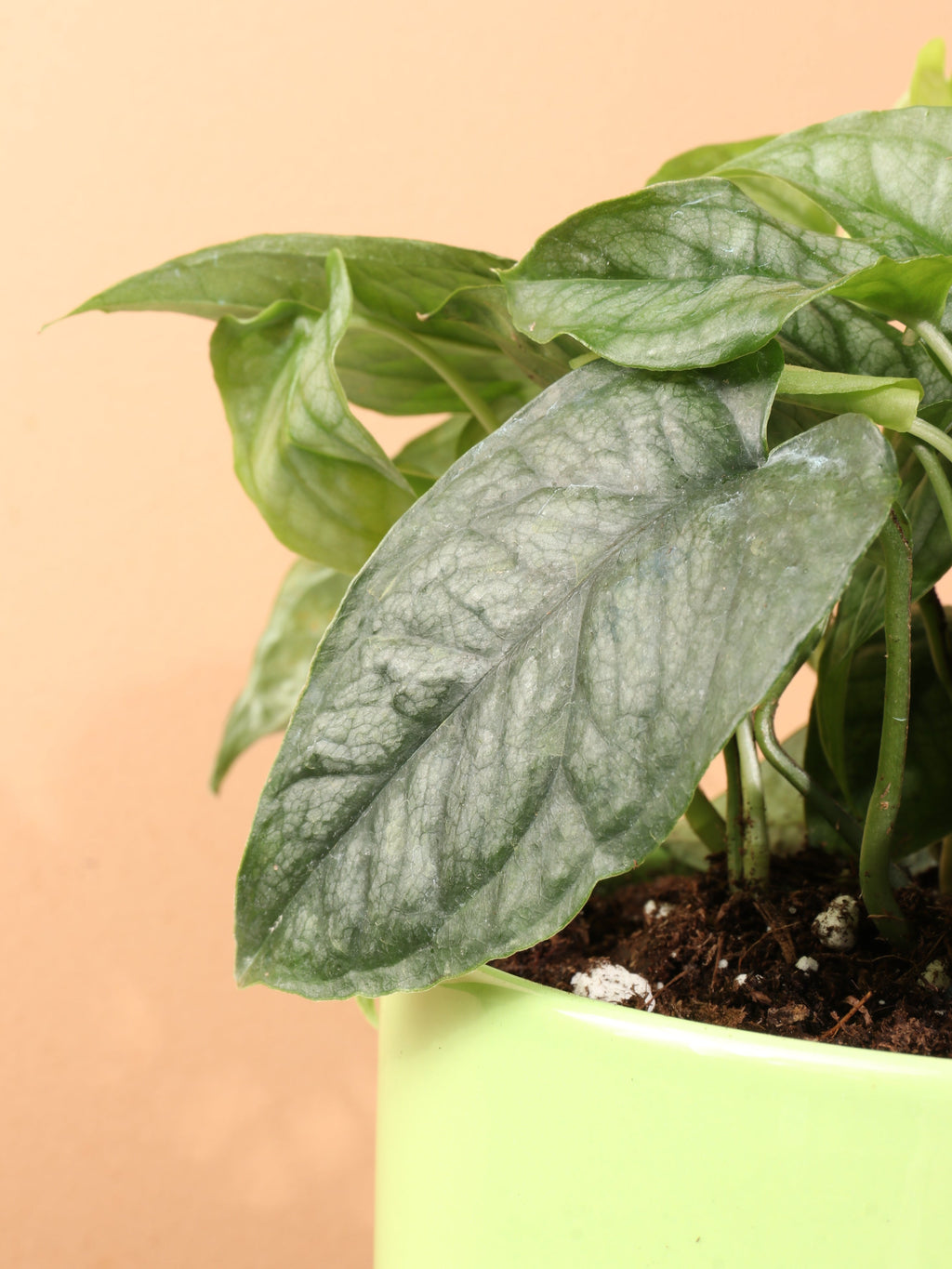 Medium Silver Monstera