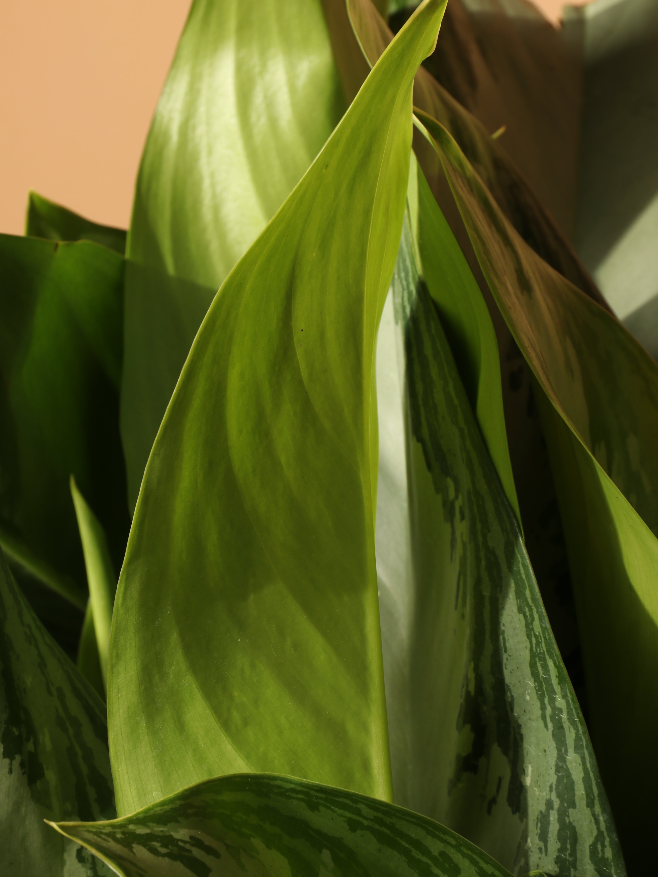 Full Size Aglonema 'silver Bay'