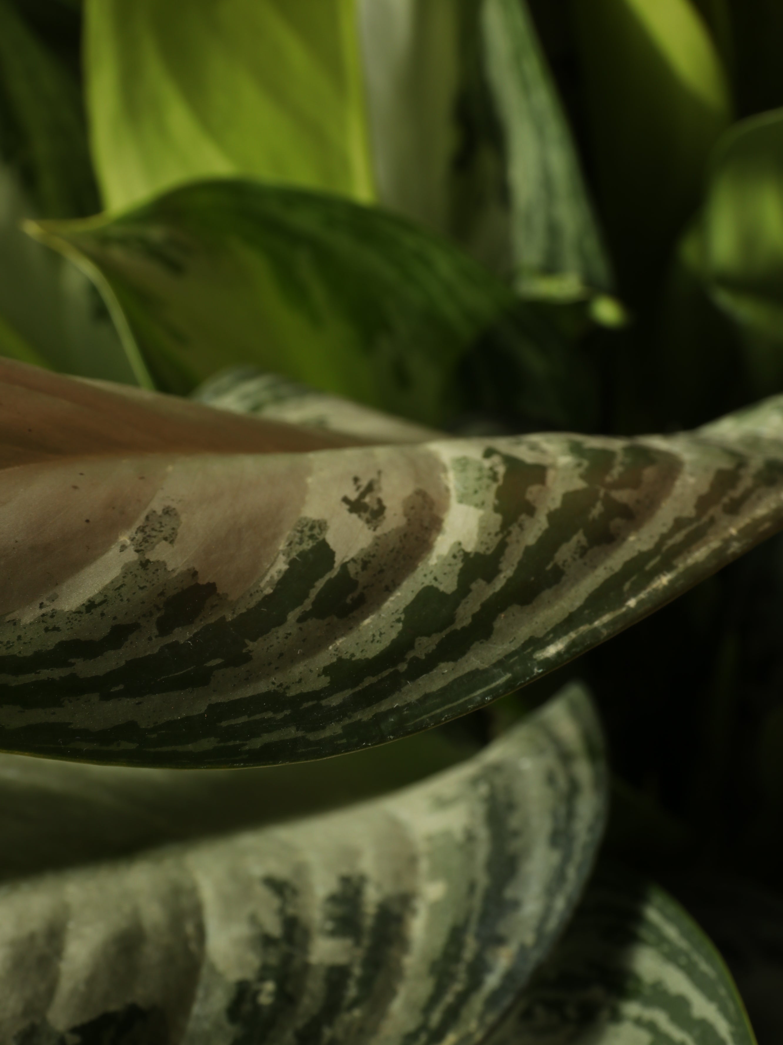 Full Size Aglonema 'silver Bay'