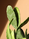 Large Prickly Pear Cactus