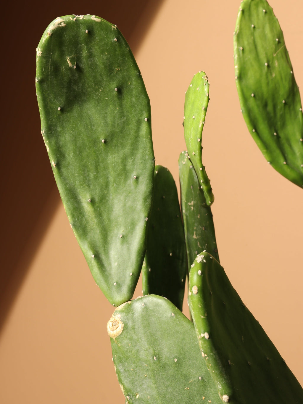 Large Prickly Pear Cactus