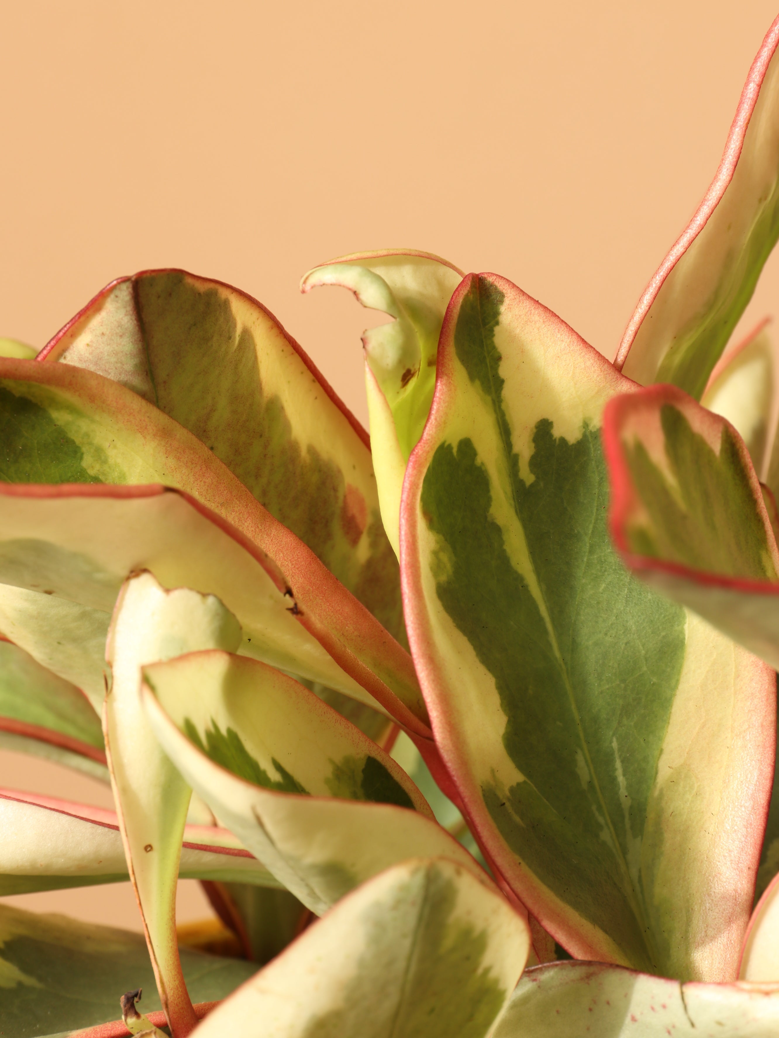 Medium Variegated Red Edge Peperomia