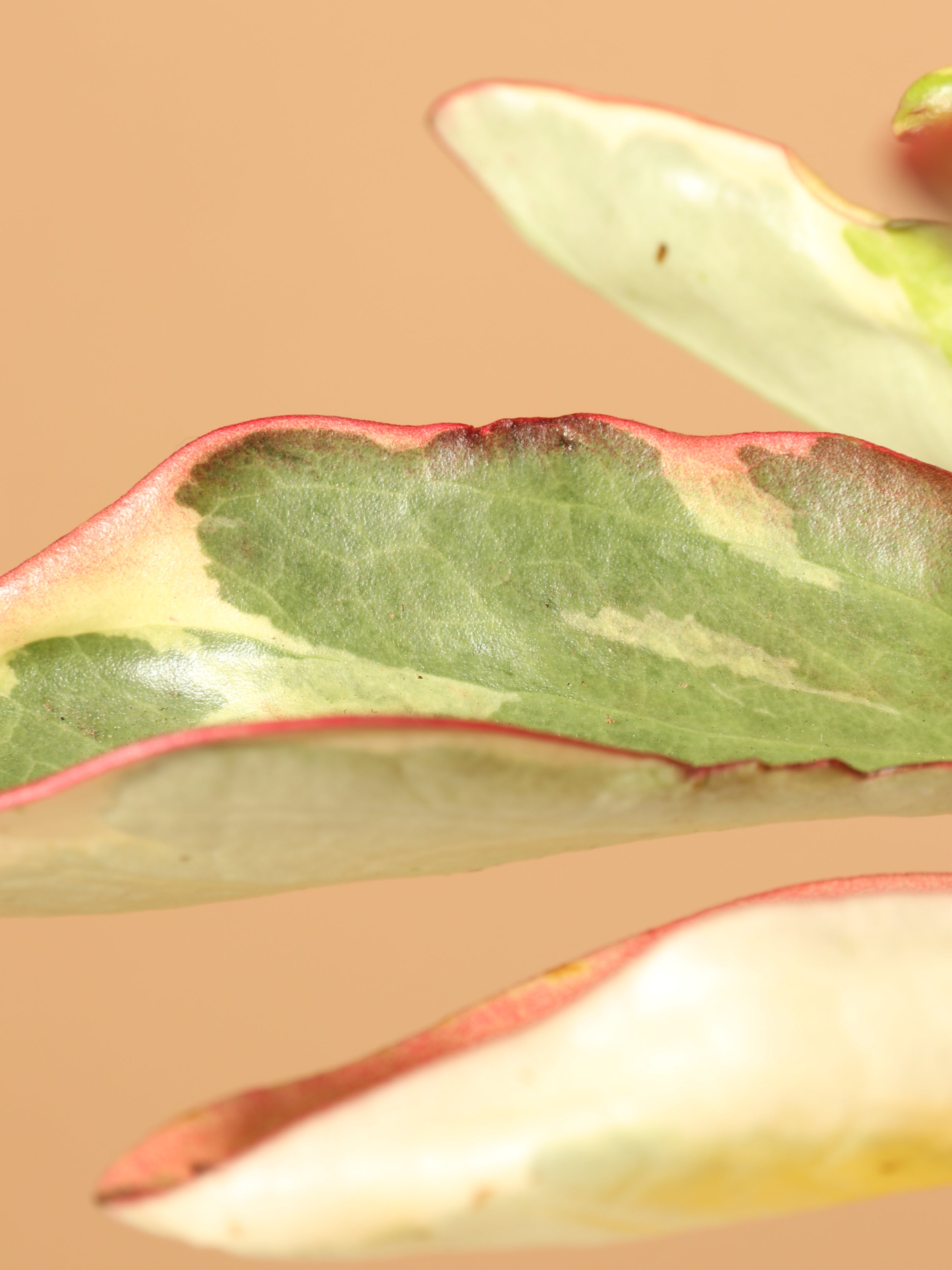 Medium Variegated Red Edge Peperomia