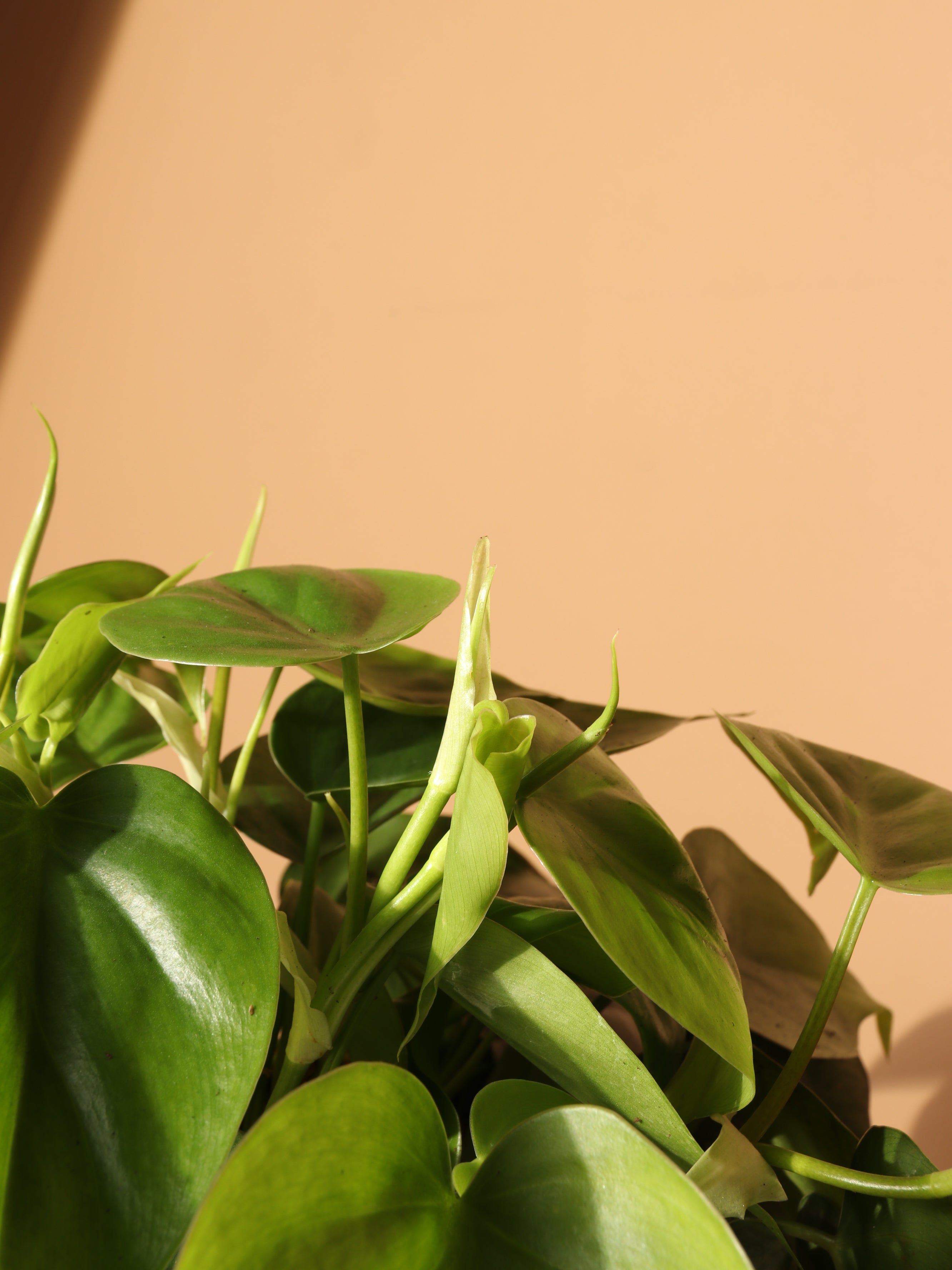 Medium Philodendron Hederaceum