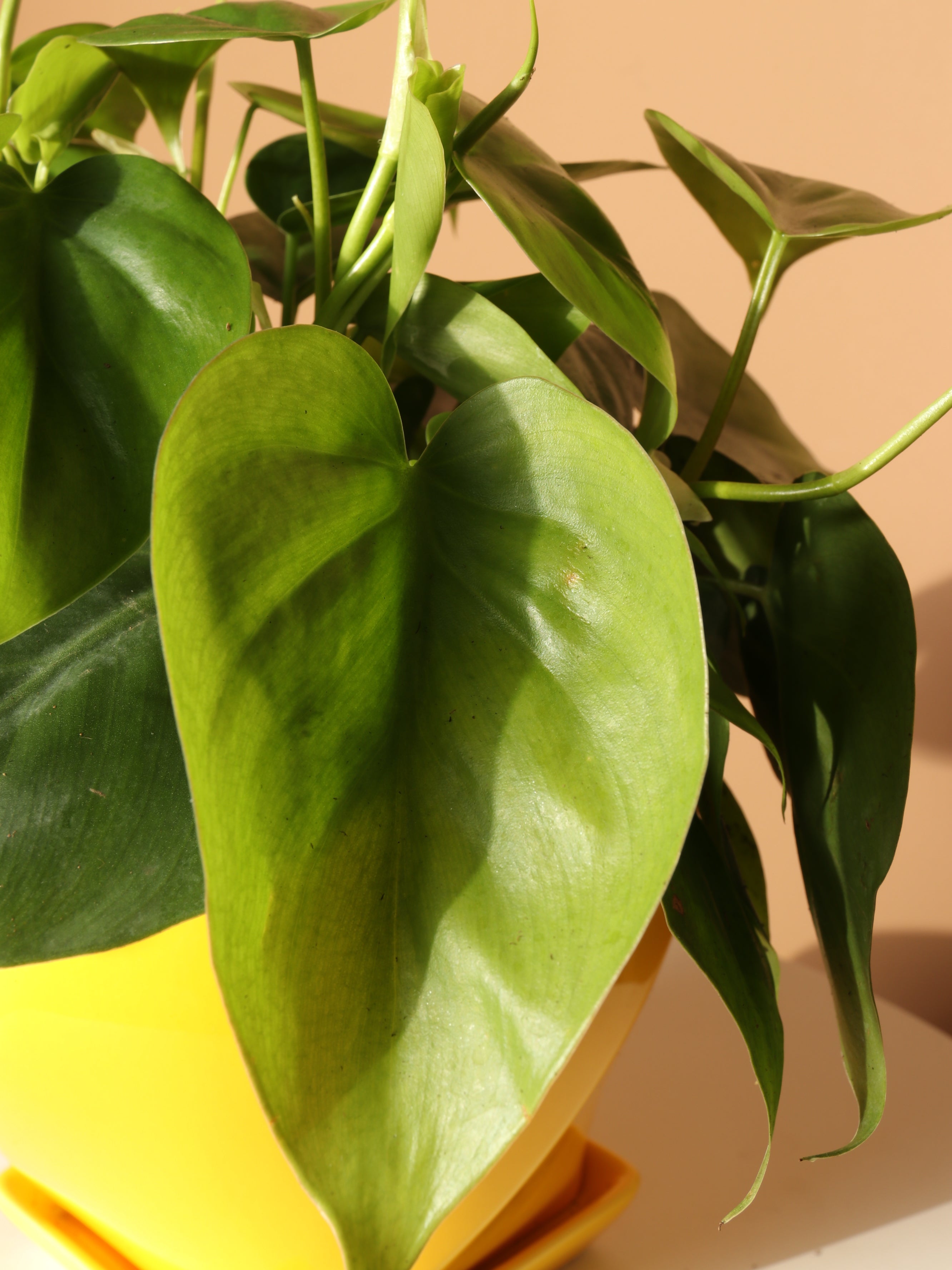 Medium Philodendron Hederaceum