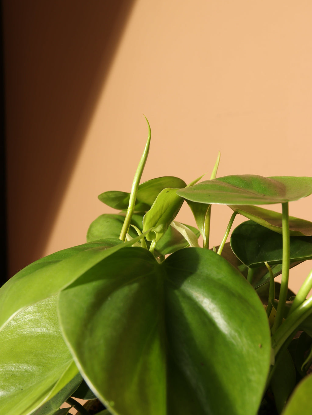 Medium Philodendron Hederaceum