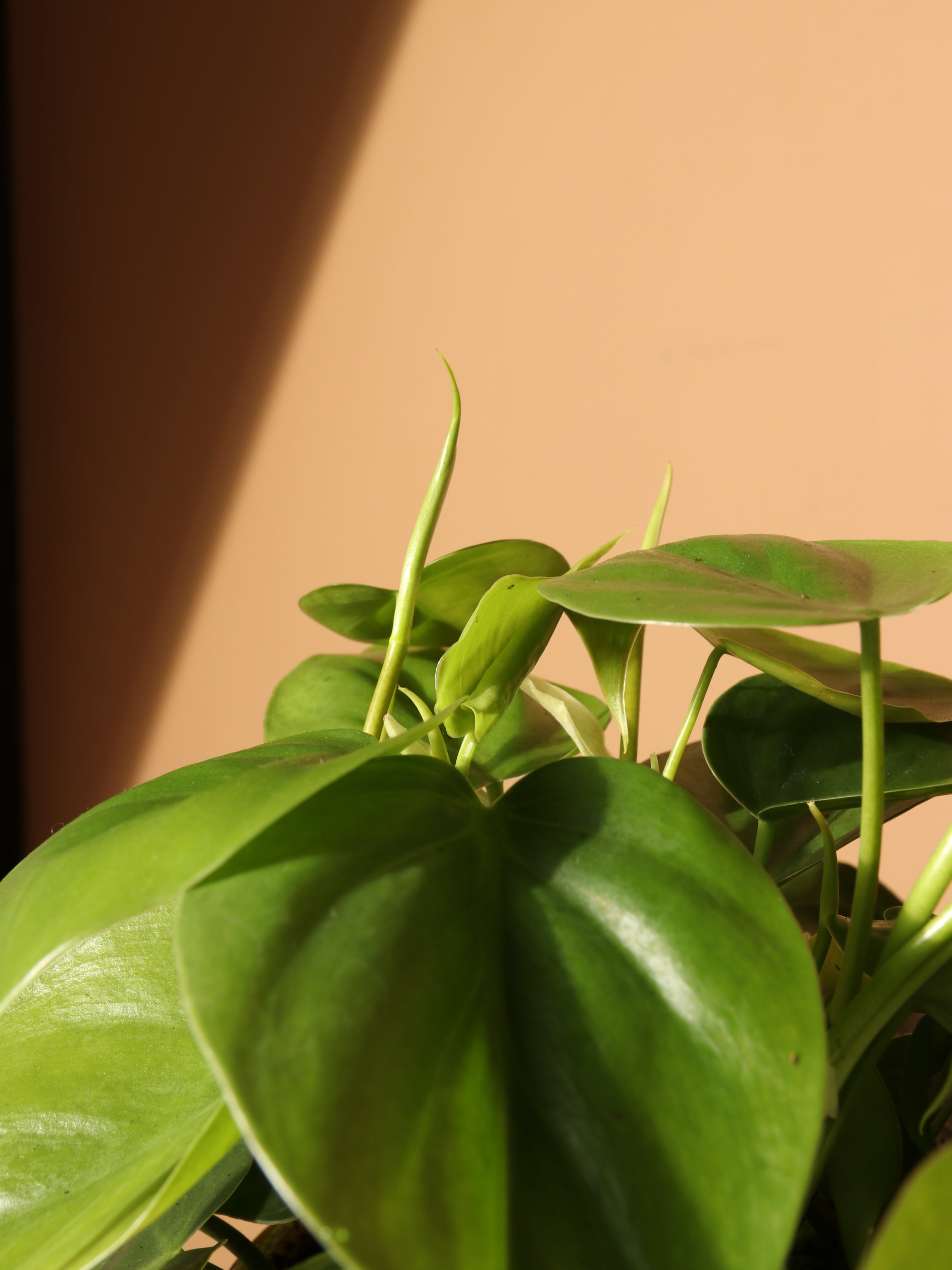 Medium Philodendron Hederaceum