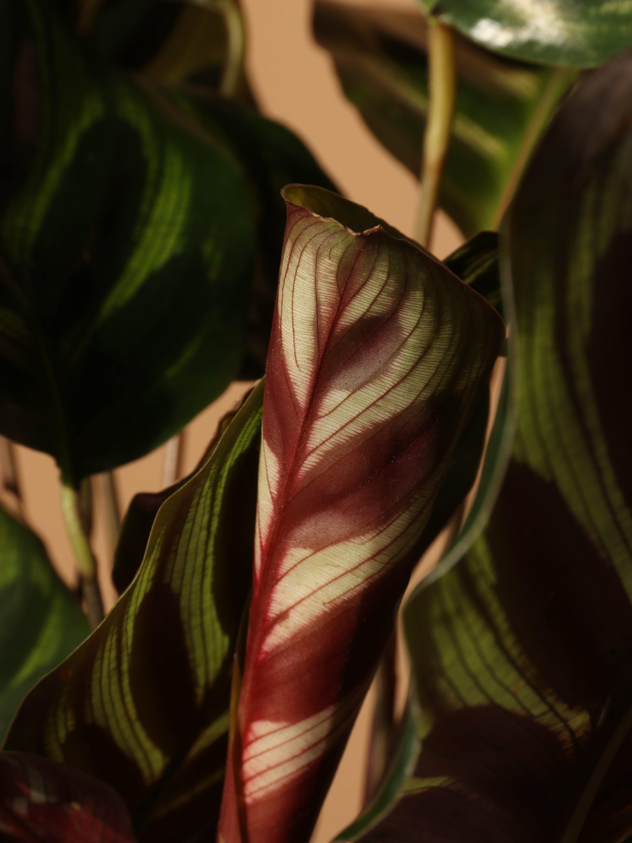 Medium Peacock Plant