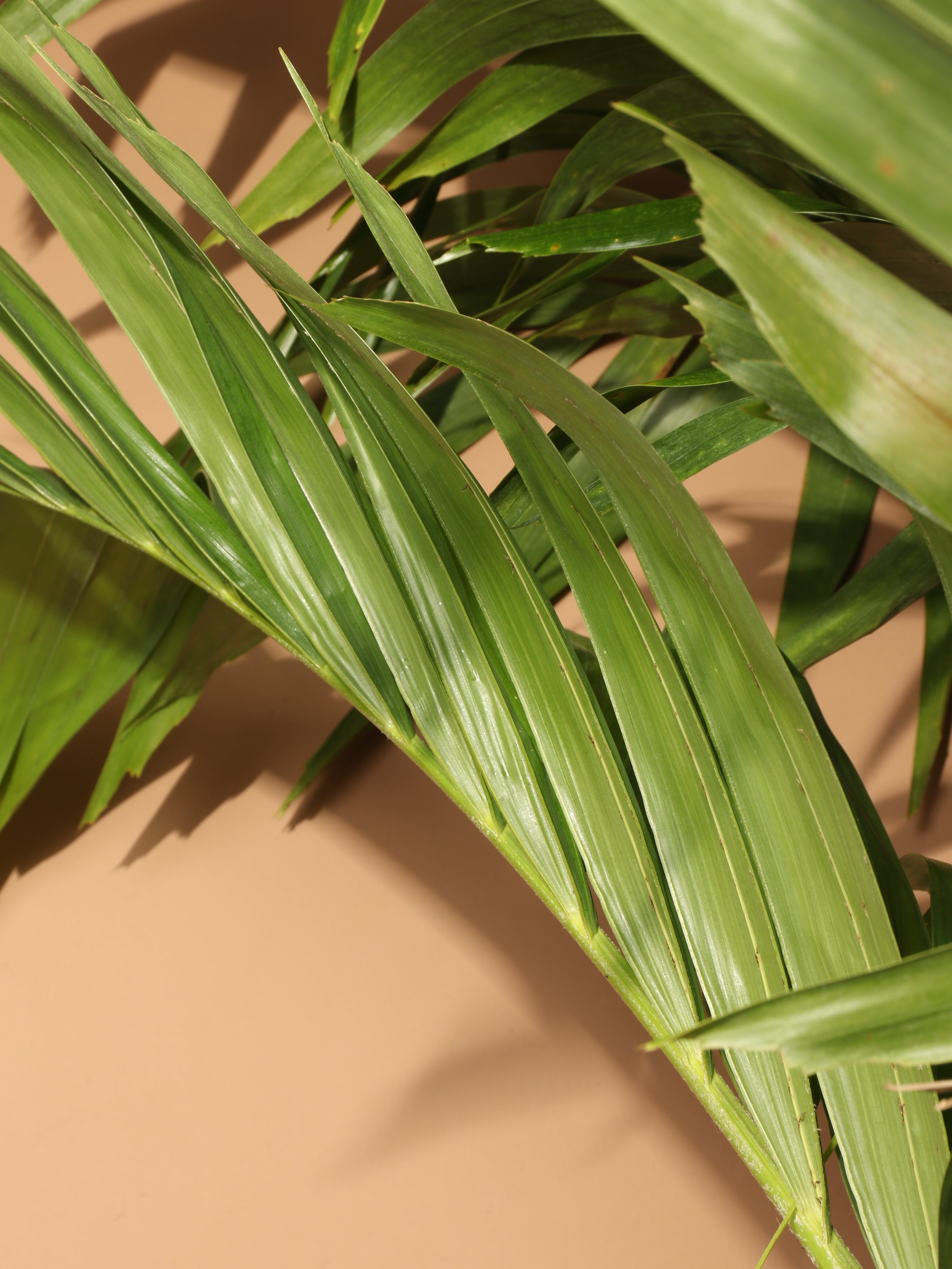 Full Size Adonidia Palm