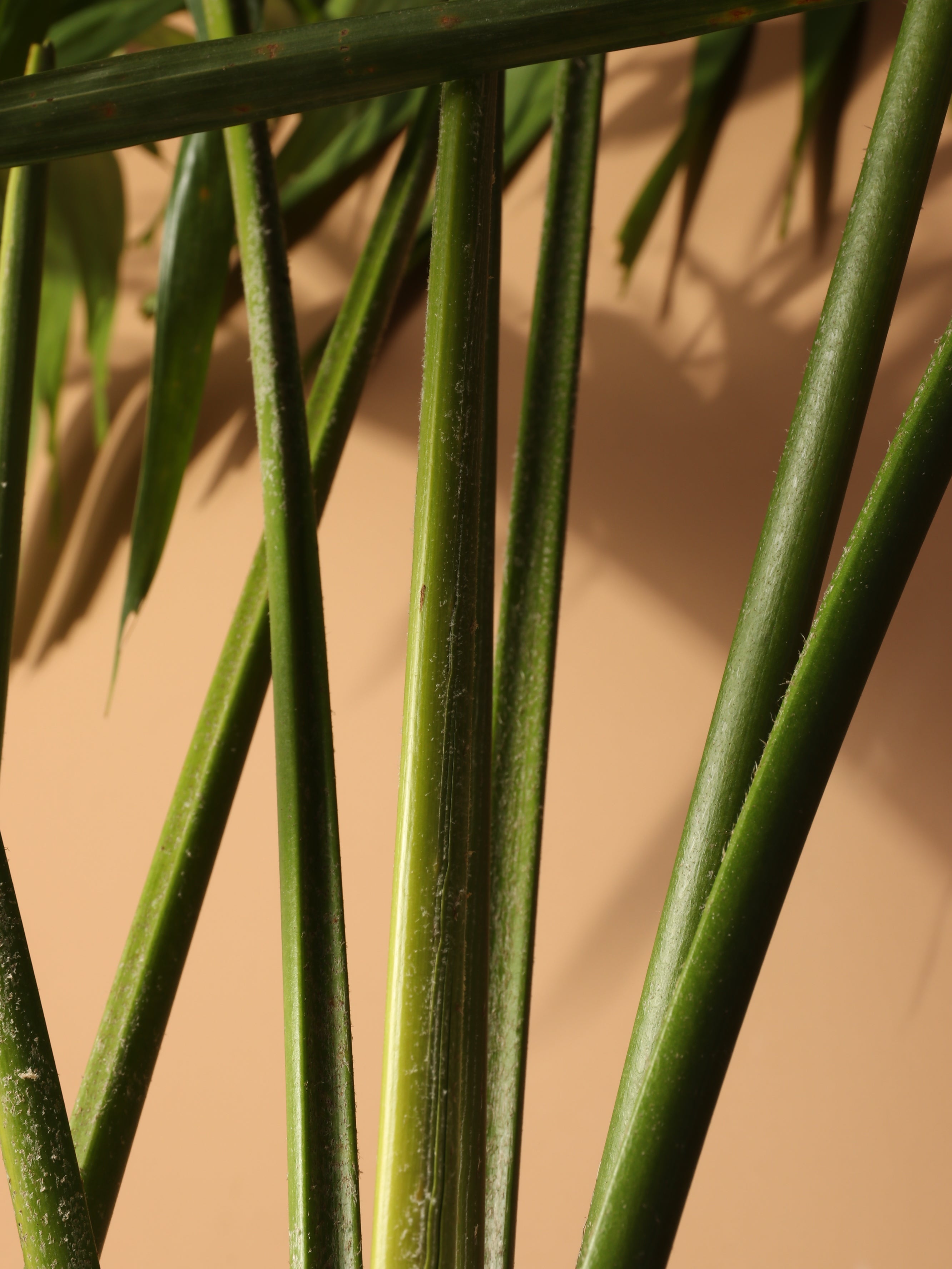 Full Size Adonidia Palm