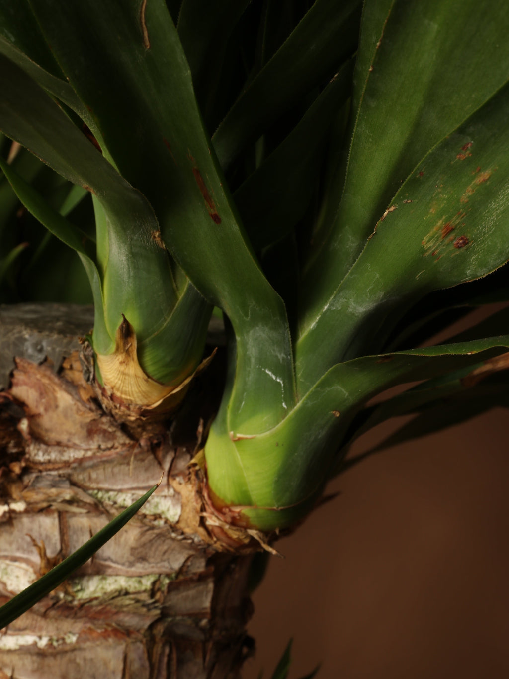 Full Size Yucca Cane