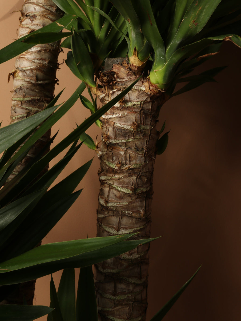 Full Size Yucca Cane