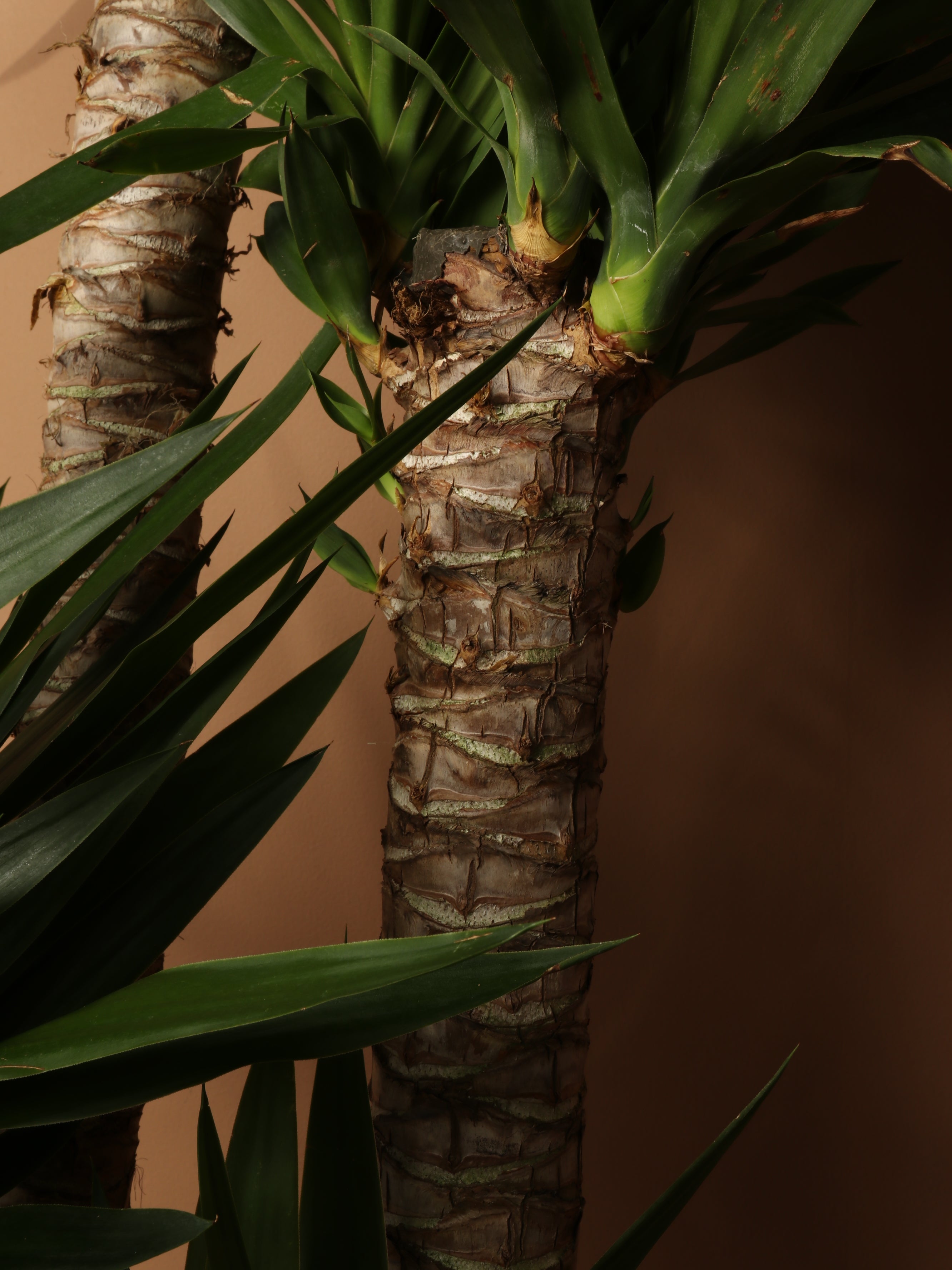 Full Size Yucca Cane