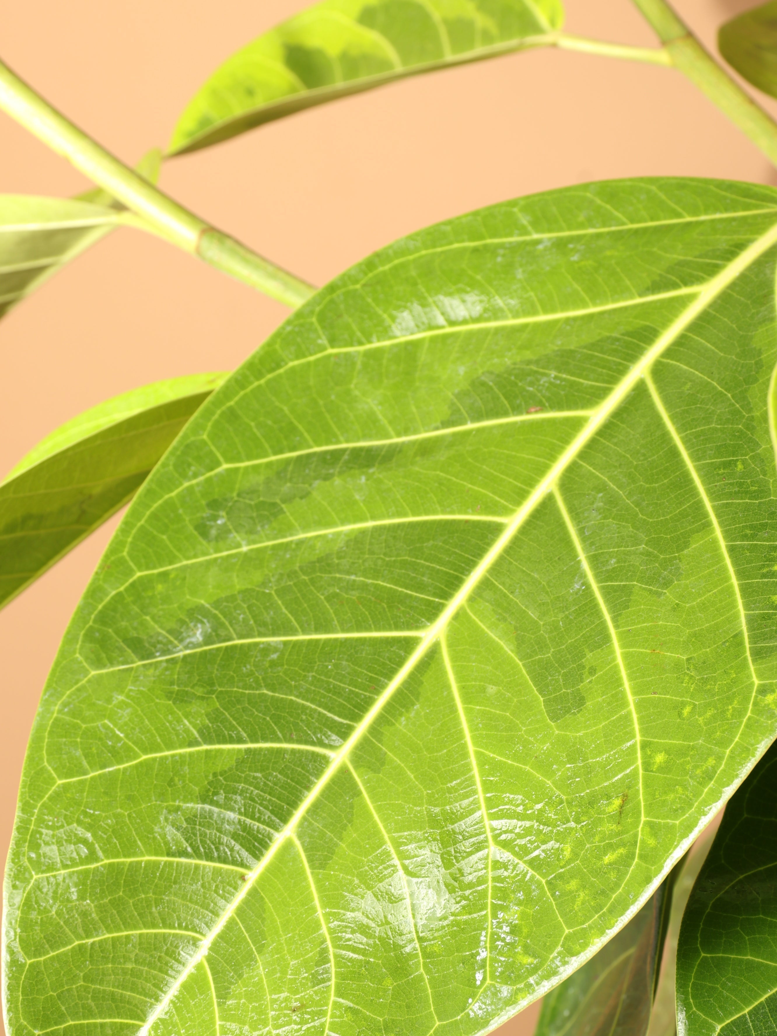 Full Size Ficus Altissima