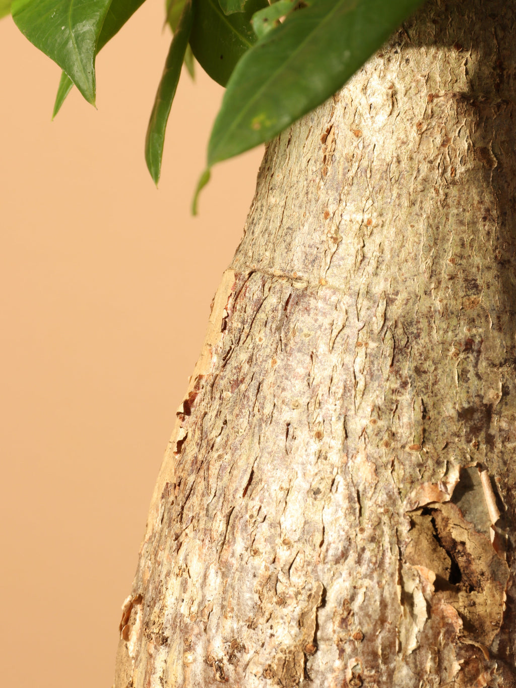 Large Money Tree Stump