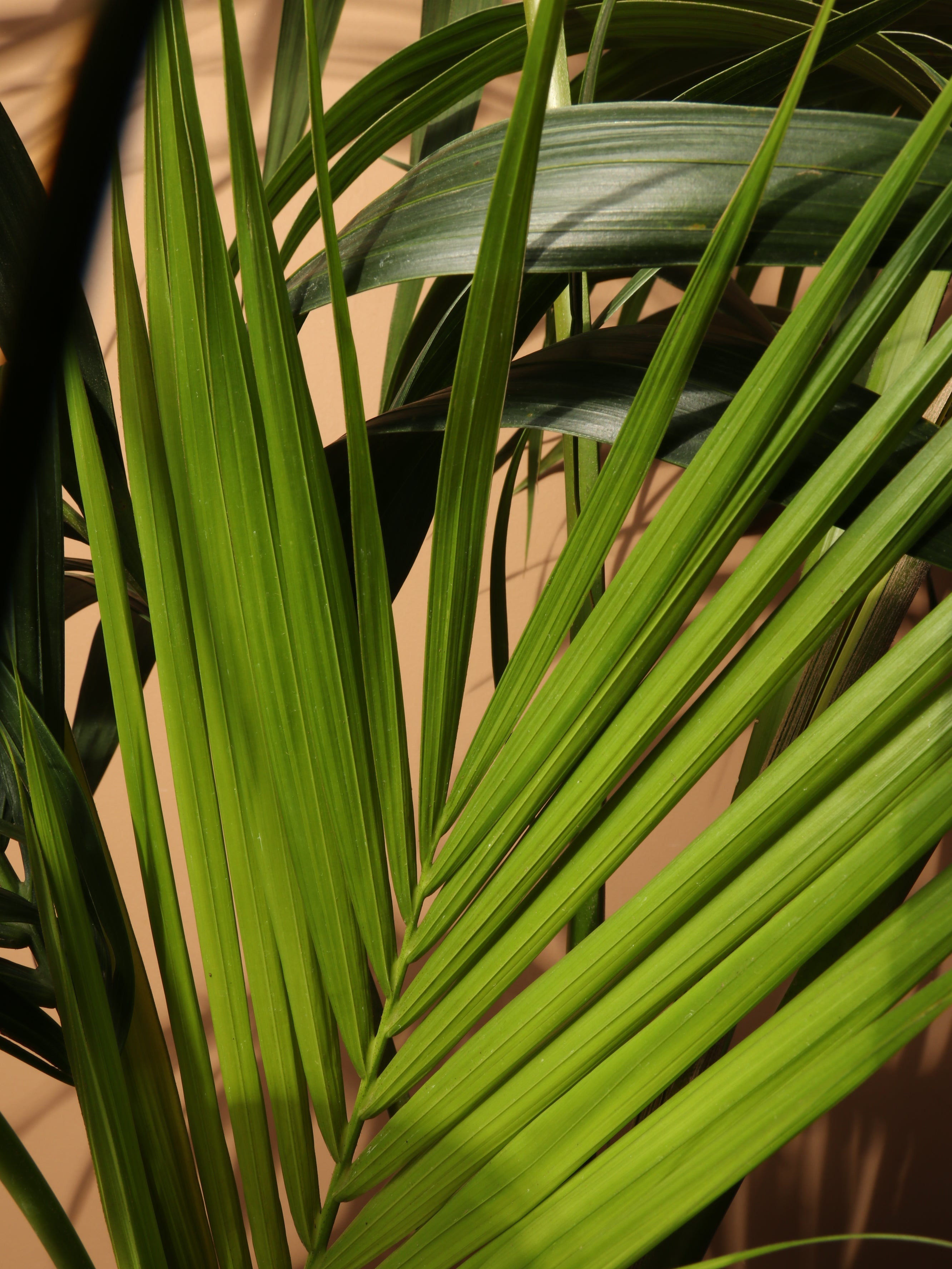 Large Kentia Palm