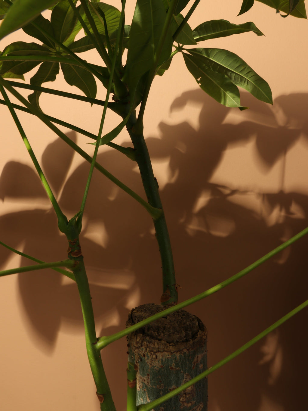 Medium Money Tree Stump