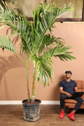 Huge Adonidia Palm