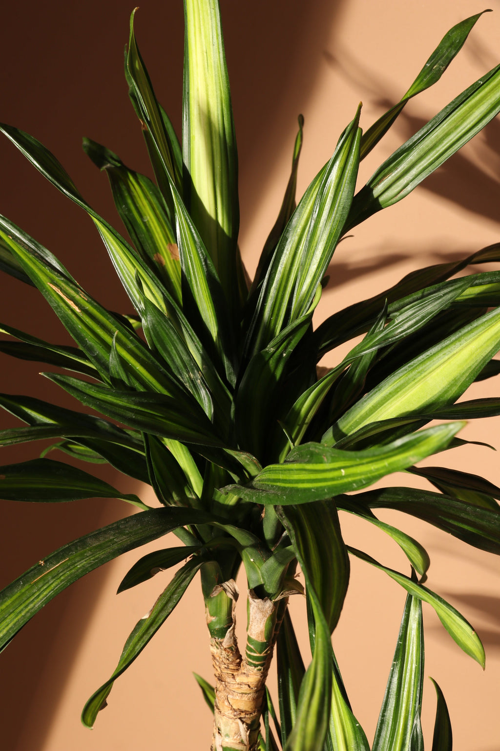Extra Large Dracaena Fragrans 'Rikki'