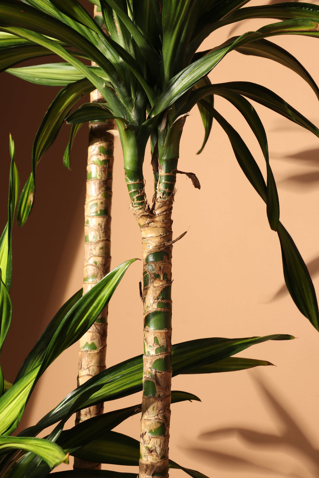 Extra Large Dracaena Fragrans 'Rikki'