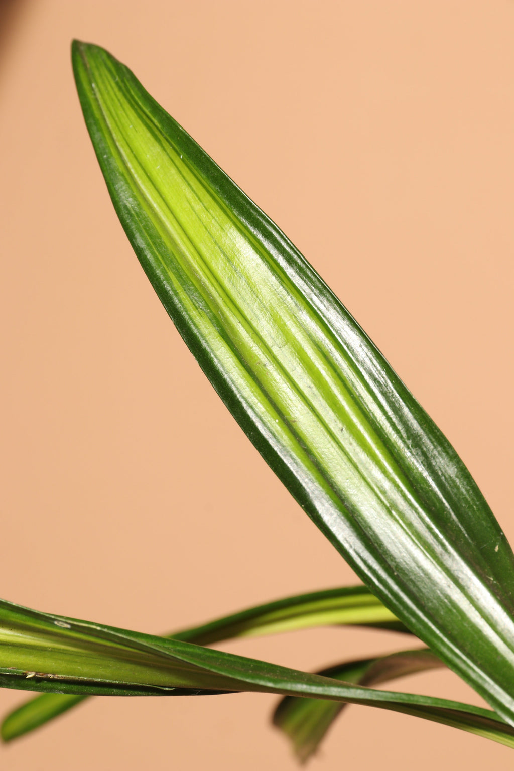 Extra Large Dracaena Fragrans 'Rikki'