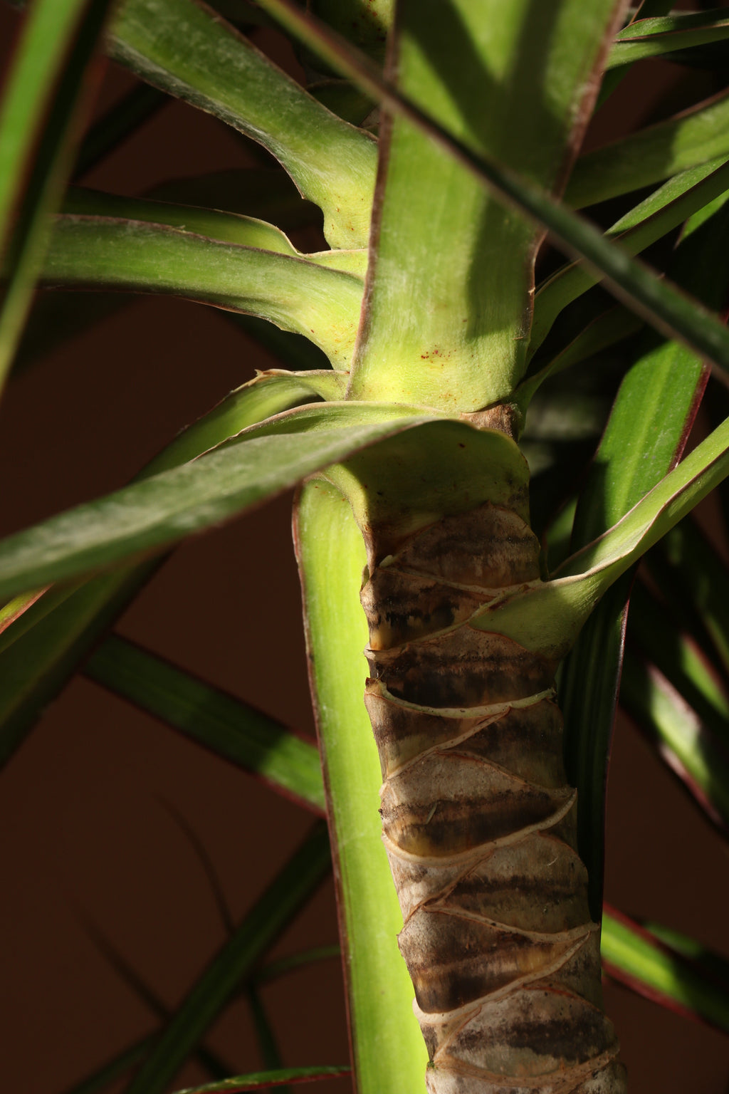 Huge Dracaena Marginata
