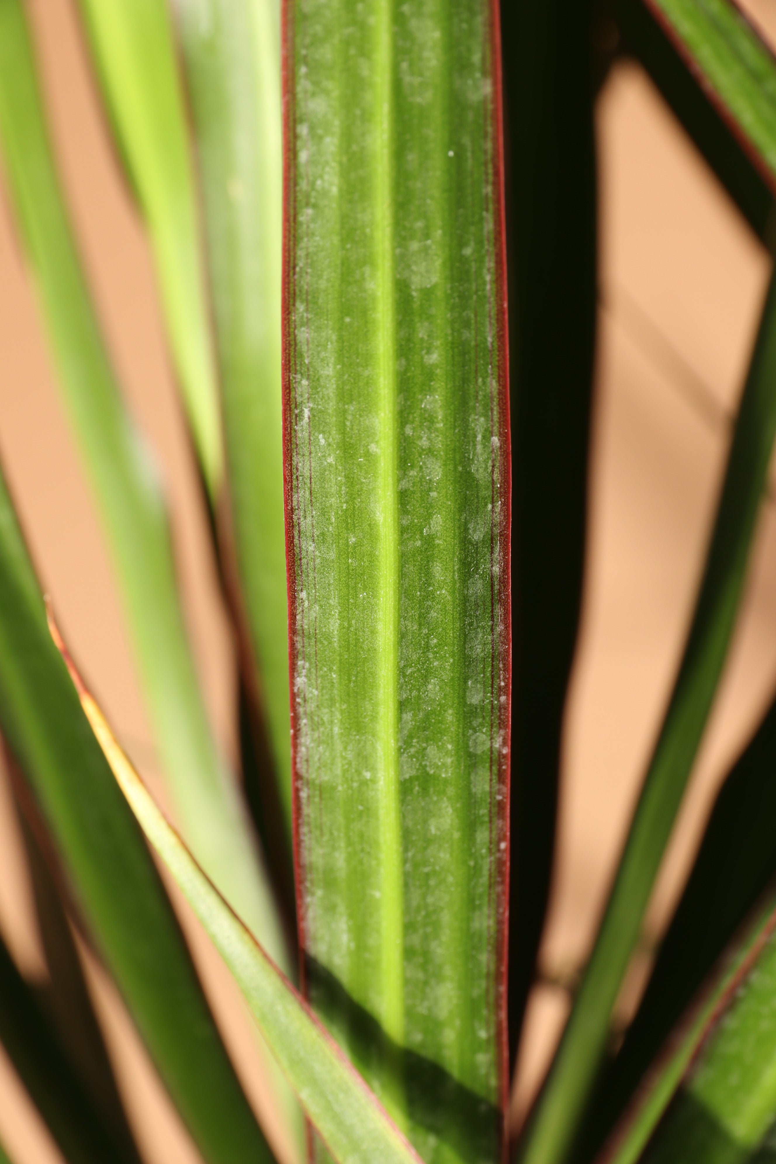 Huge Dracaena Marginata