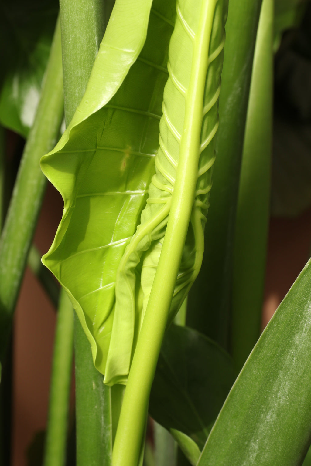 Full Size Alocasia 'Odora'