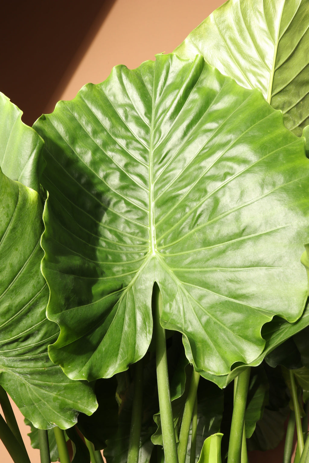 Full Size Alocasia 'Odora'